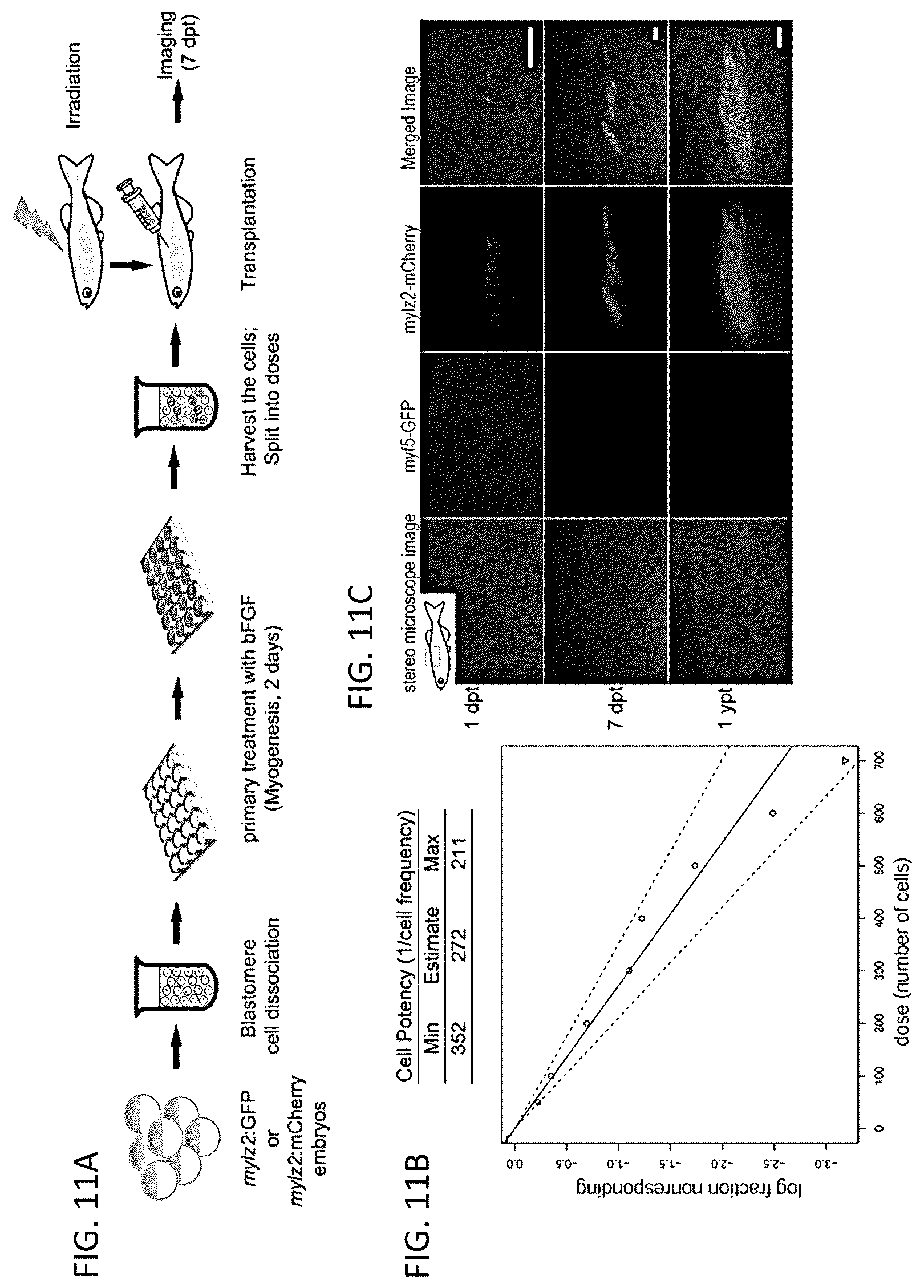 Patent US12097174 Figure 11 – Methods and agents that enhance myogenic progenitor cell engraftment