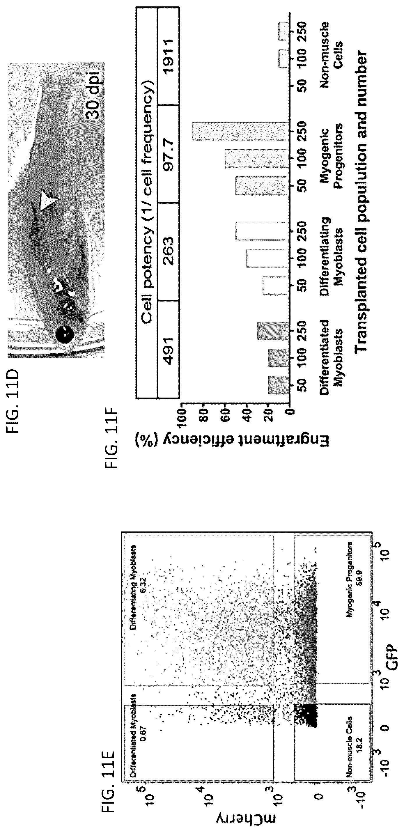 Patent US12097174 Figure 12 – Methods and agents that enhance myogenic progenitor cell engraftment
