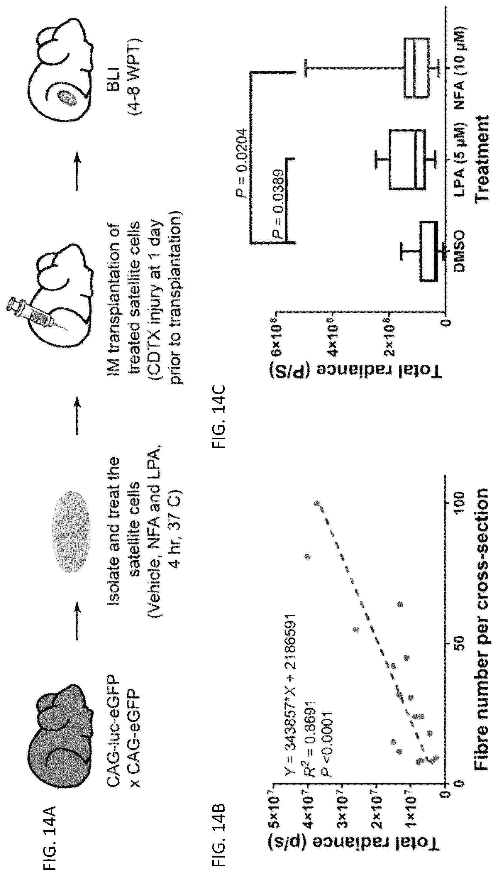 Patent US12097174 Figure 17 – Methods and agents that enhance myogenic progenitor cell engraftment