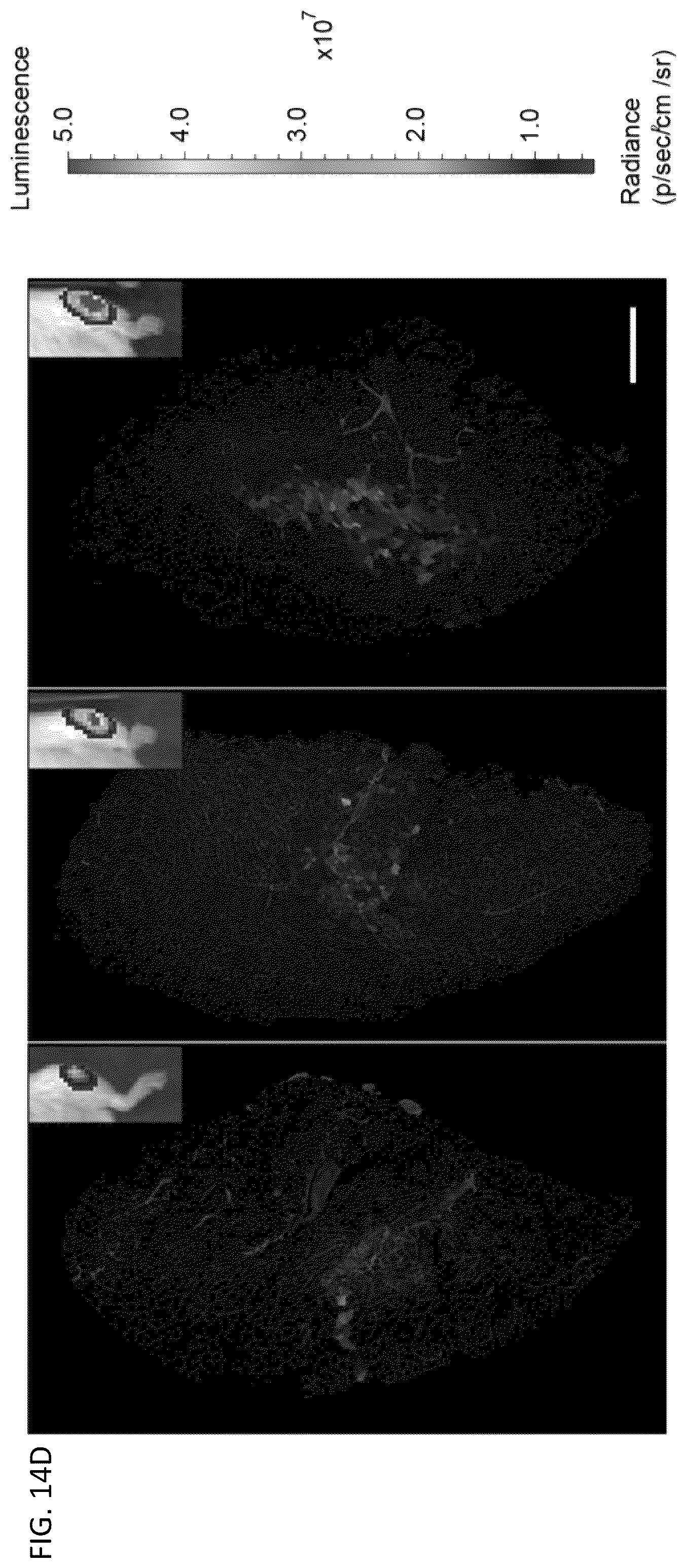 Patent US12097174 Figure 18 – Methods and agents that enhance myogenic progenitor cell engraftment