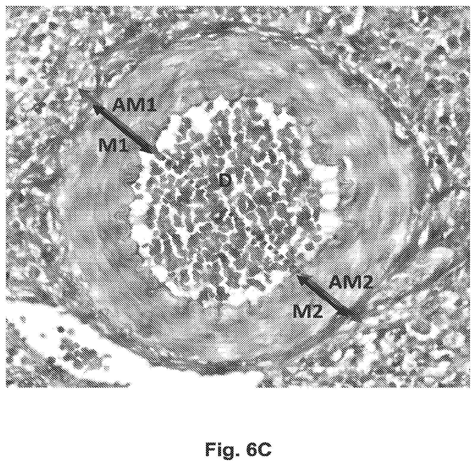 Patent US12097179 Figure 8 – Carbazole derivatives for the treatment of fibrotic diseases and related symptoms, and conditions thereof