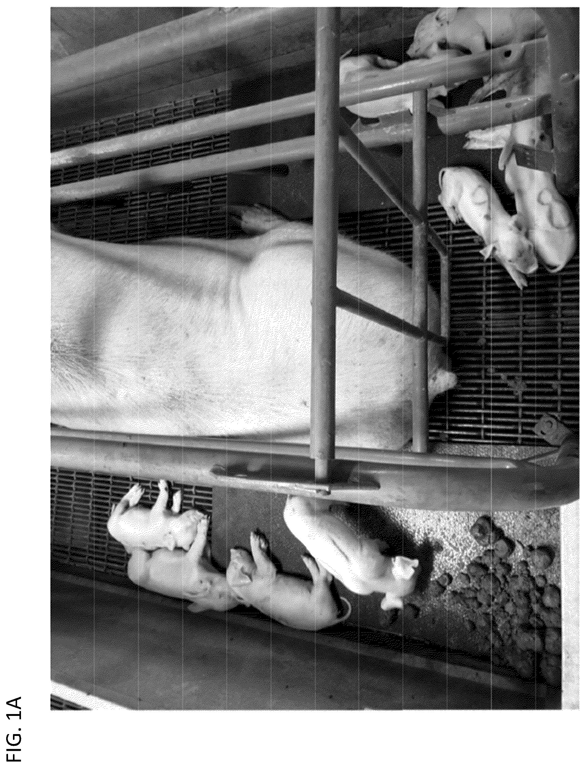 Patent US12097180 Figure 1 – Swine maternal neonatal pheromone
