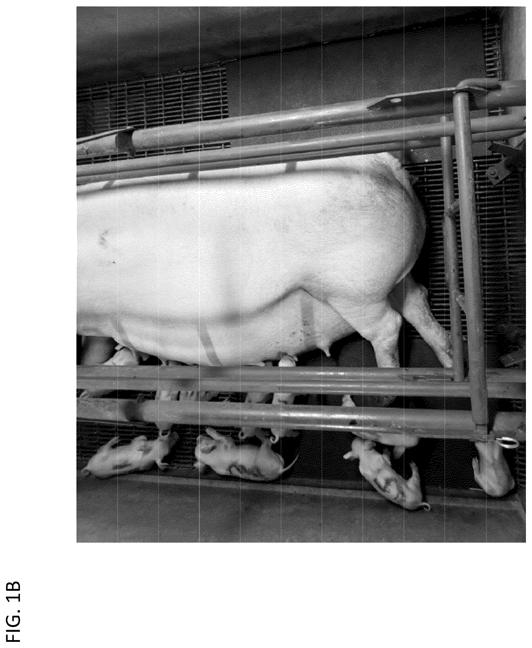 Patent US12097180 Figure 2 – Swine maternal neonatal pheromone