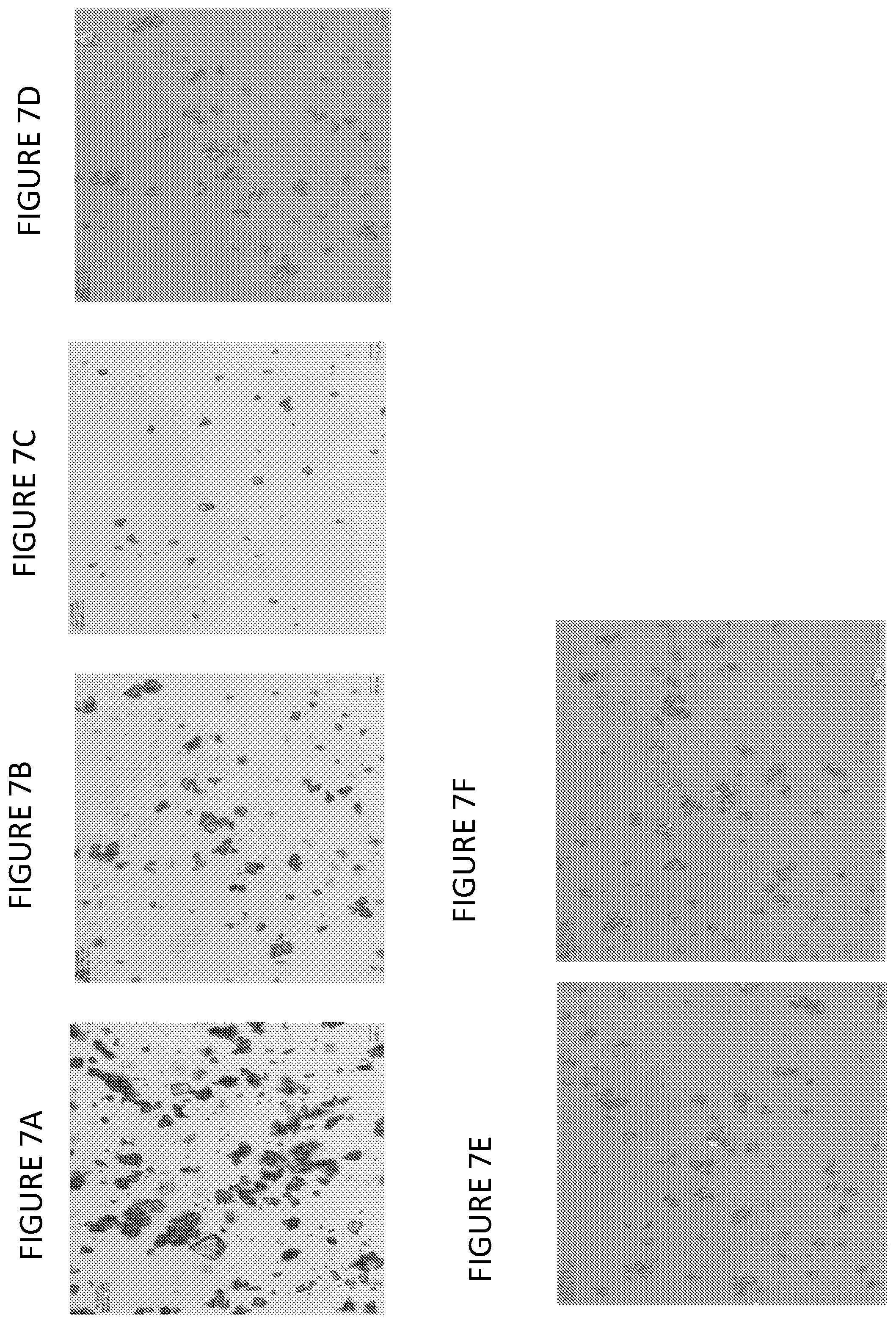 Patent US12097184 Figure 7 – Formulations of psilocin that have enhanced stability