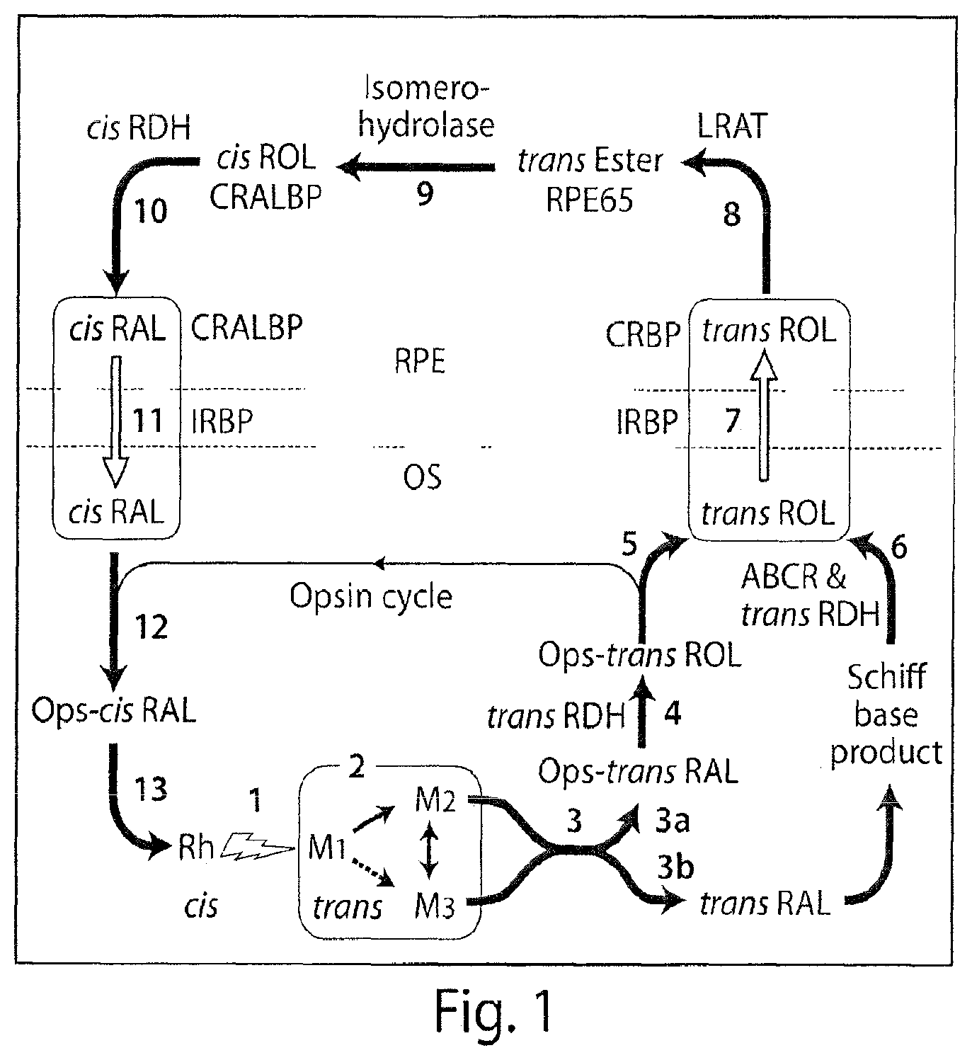Patent US12097188 Figure 1 – Compositions and methods for the treatment of macular degeneration