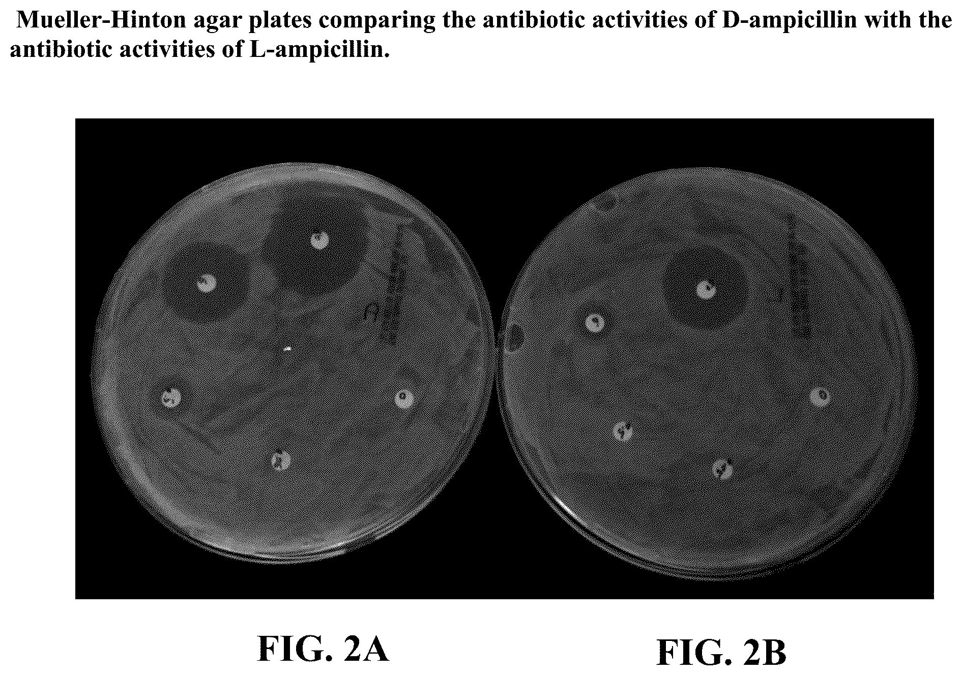 Patent US12097190 Figure 2 – Therapeutic use of levorotatory β-lactams in hematopoiesis, immuno-oncology therapy, and regulation of lipoprotein and apolipoprotein levels