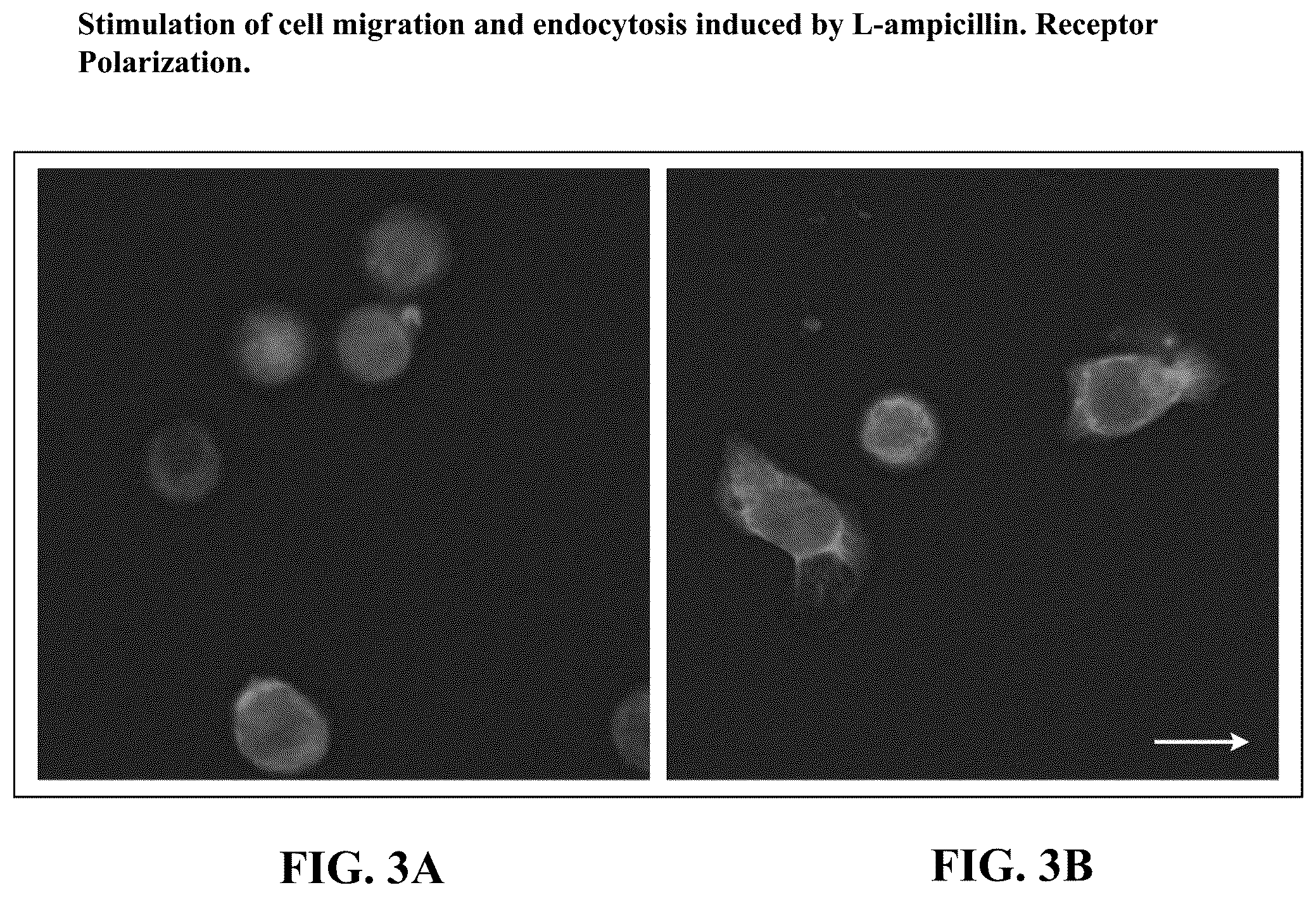 Patent US12097190 Figure 3 – Therapeutic use of levorotatory β-lactams in hematopoiesis, immuno-oncology therapy, and regulation of lipoprotein and apolipoprotein levels