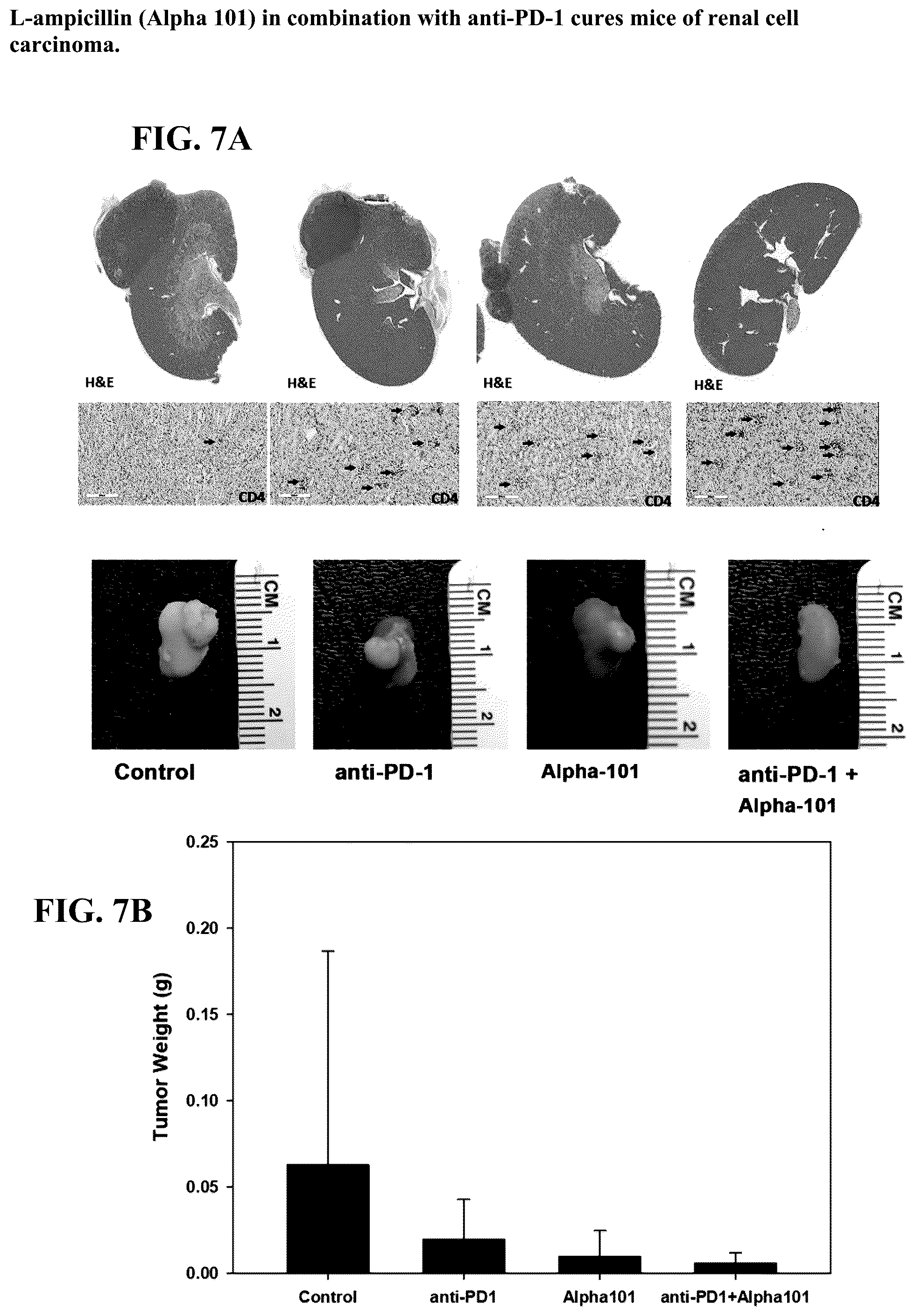 Patent US12097190 Figure 8 – Therapeutic use of levorotatory β-lactams in hematopoiesis, immuno-oncology therapy, and regulation of lipoprotein and apolipoprotein levels