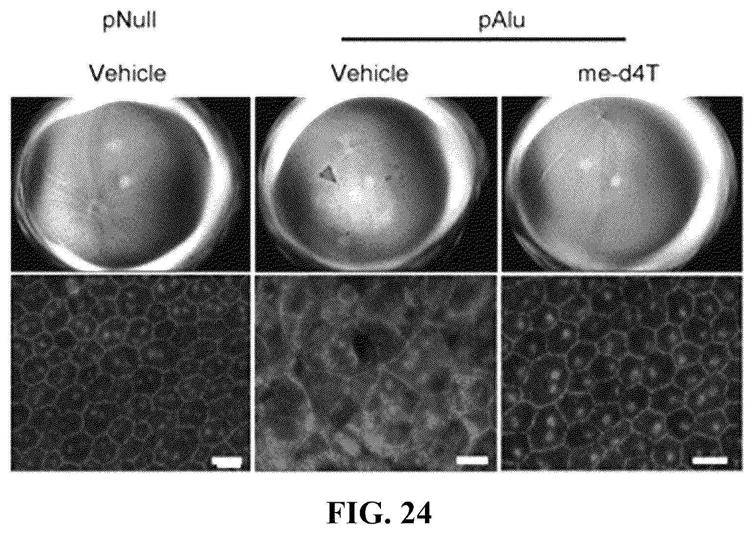 Patent US12097201 Figure 13 – Compositions and methods for treating retinal degradation