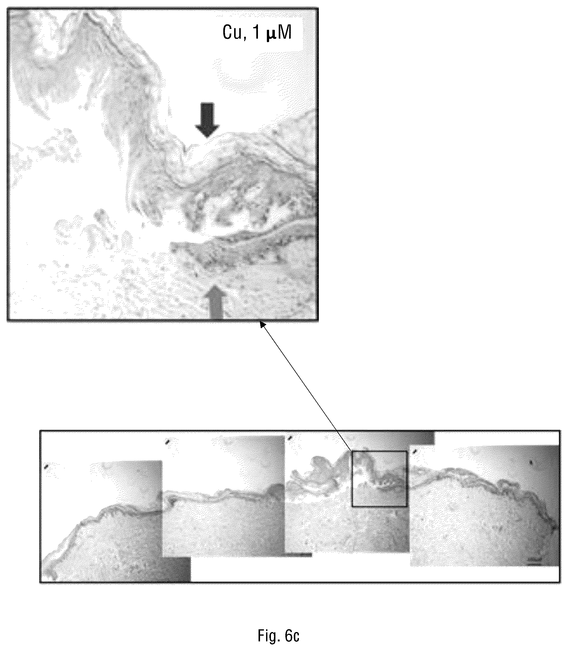 Patent US12097216 Figure 12 – Method for prevention and reduction of skin stasis with compositions and materials comprising copper compounds
