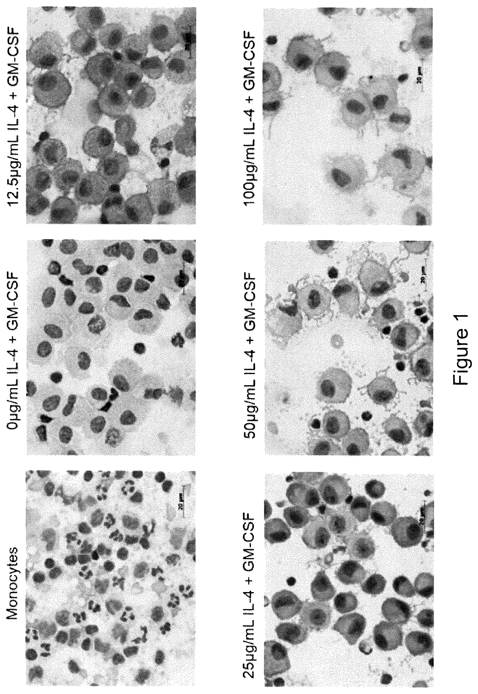 Patent US12097217 Figure 1 – Maturation of dendritic cells