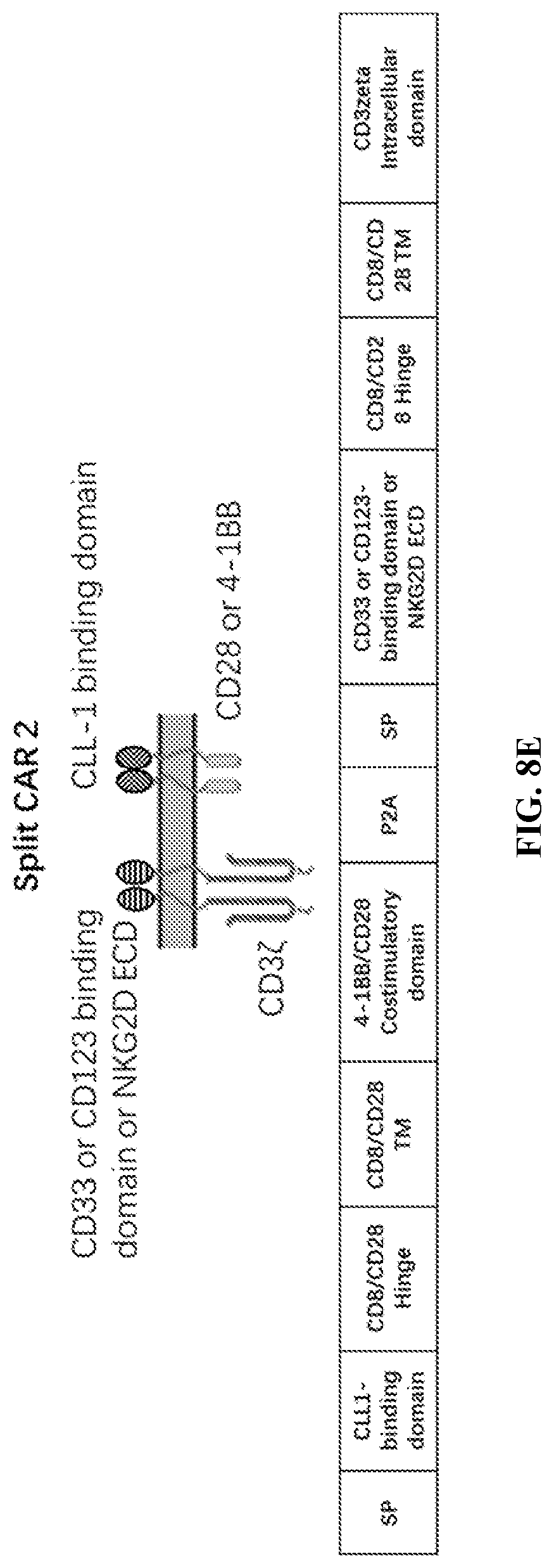 Patent US12097219 Figure 11 – Single-domain antibodies against CLL1 and constructs thereof