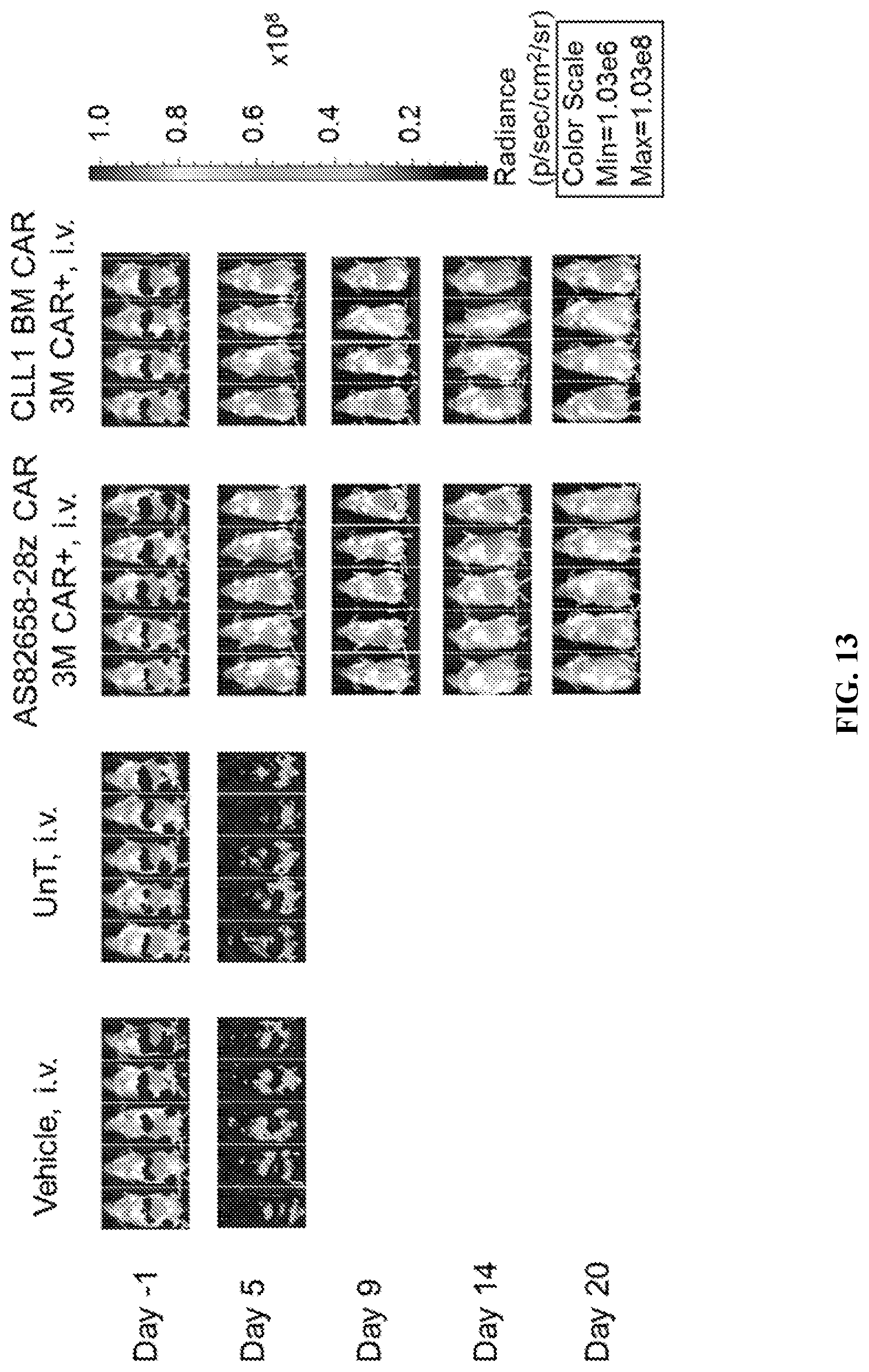Patent US12097219 Figure 15 – Single-domain antibodies against CLL1 and constructs thereof