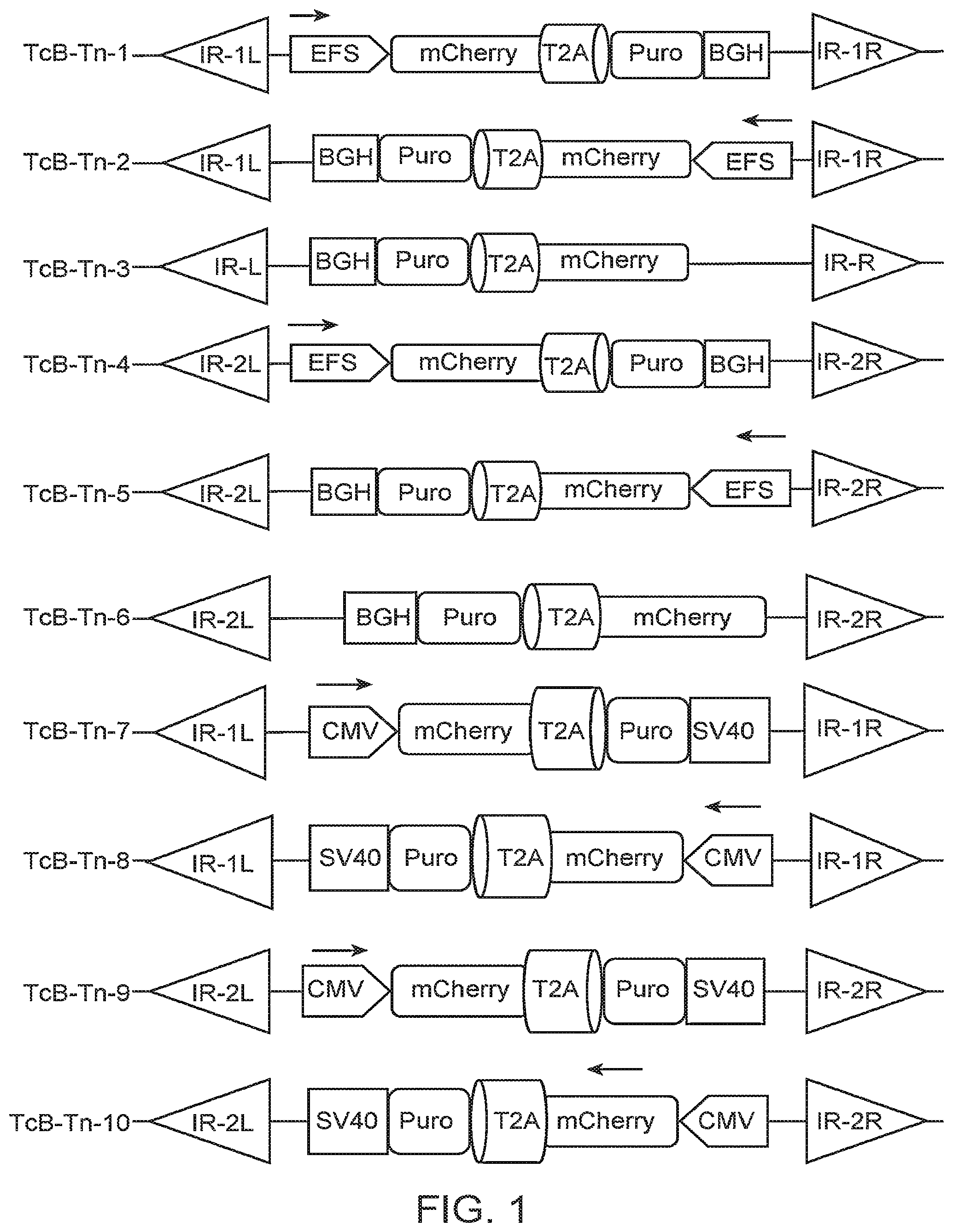 Patent US12097220 Figure 1 – Enhanced hAT family transposon-mediated gene transfer and associated compositions, systems, and methods