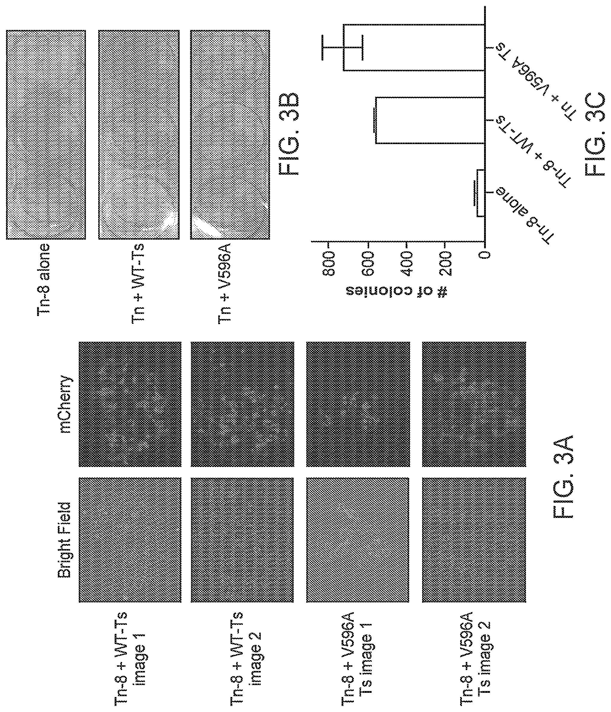 Patent US12097220 Figure 5 – Enhanced hAT family transposon-mediated gene transfer and associated compositions, systems, and methods