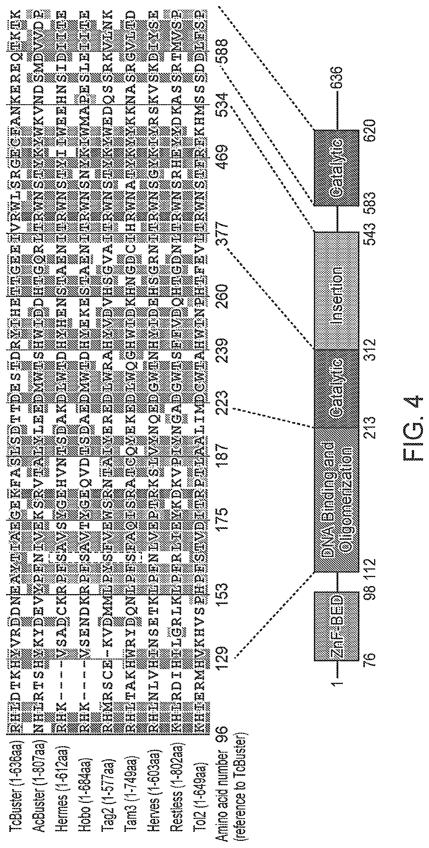 Patent US12097220 Figure 6 – Enhanced hAT family transposon-mediated gene transfer and associated compositions, systems, and methods