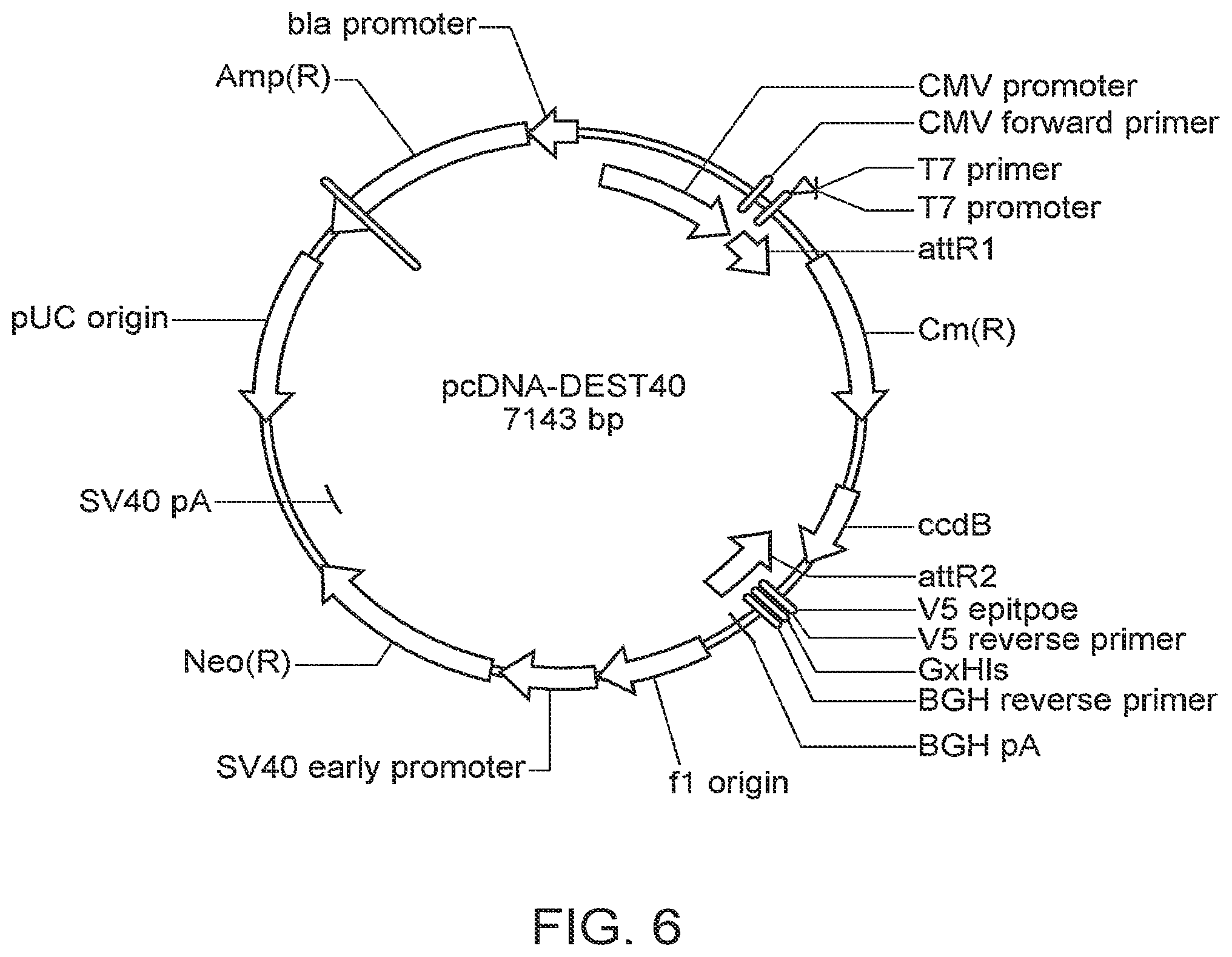 Patent US12097220 Figure 8 – Enhanced hAT family transposon-mediated gene transfer and associated compositions, systems, and methods