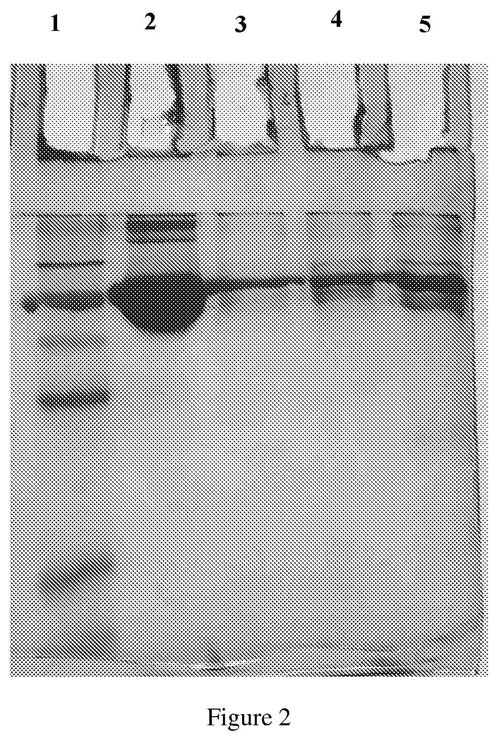 Patent US12097221 Figure 2 – Platelet lysate, and method of preparation thereof