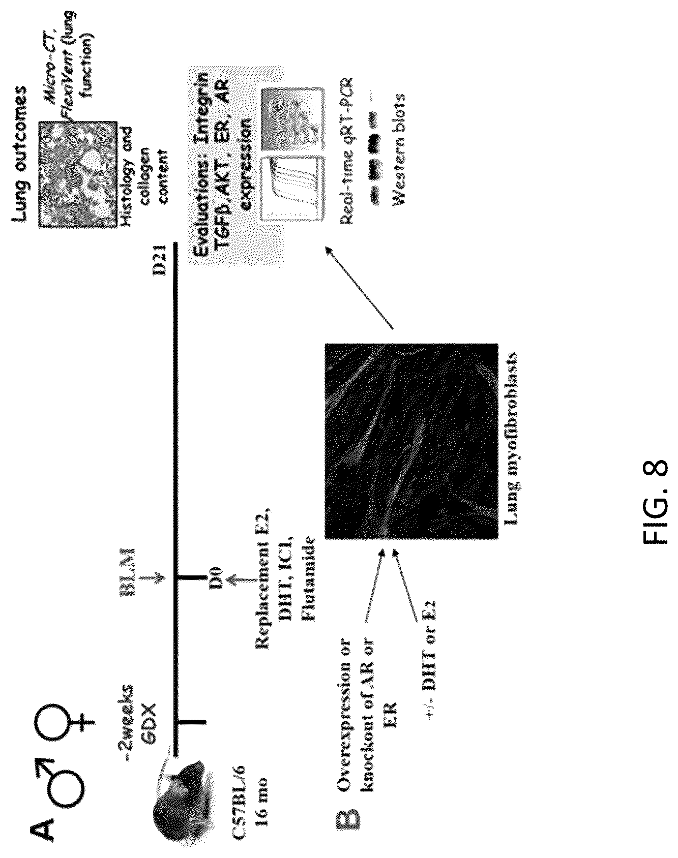 Patent US12097222 Figure 16 – Methods for attenuating viral infection and for treating lung injury