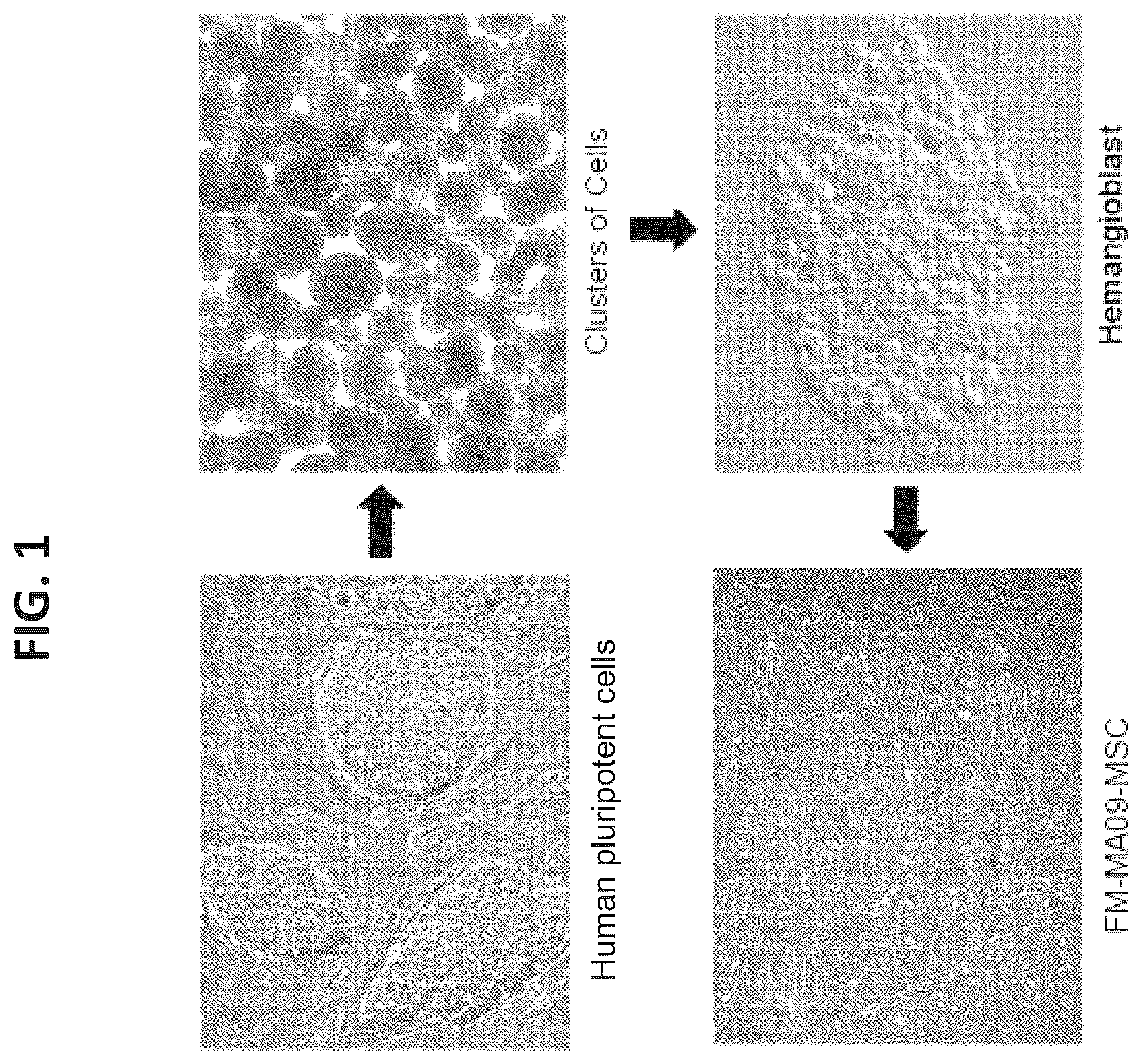 Patent US12097223 Figure 1 – Mesenchymal stromal cells and uses related thereto