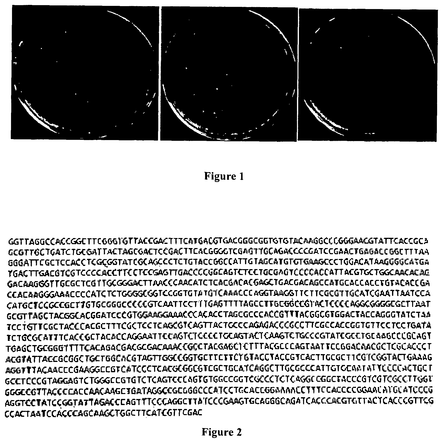 Patent US12097224 Figure 1 – Use of cell wall skeleton of isolated Rhodococcus ruber for preparing human papilloma virus infection treatment drug