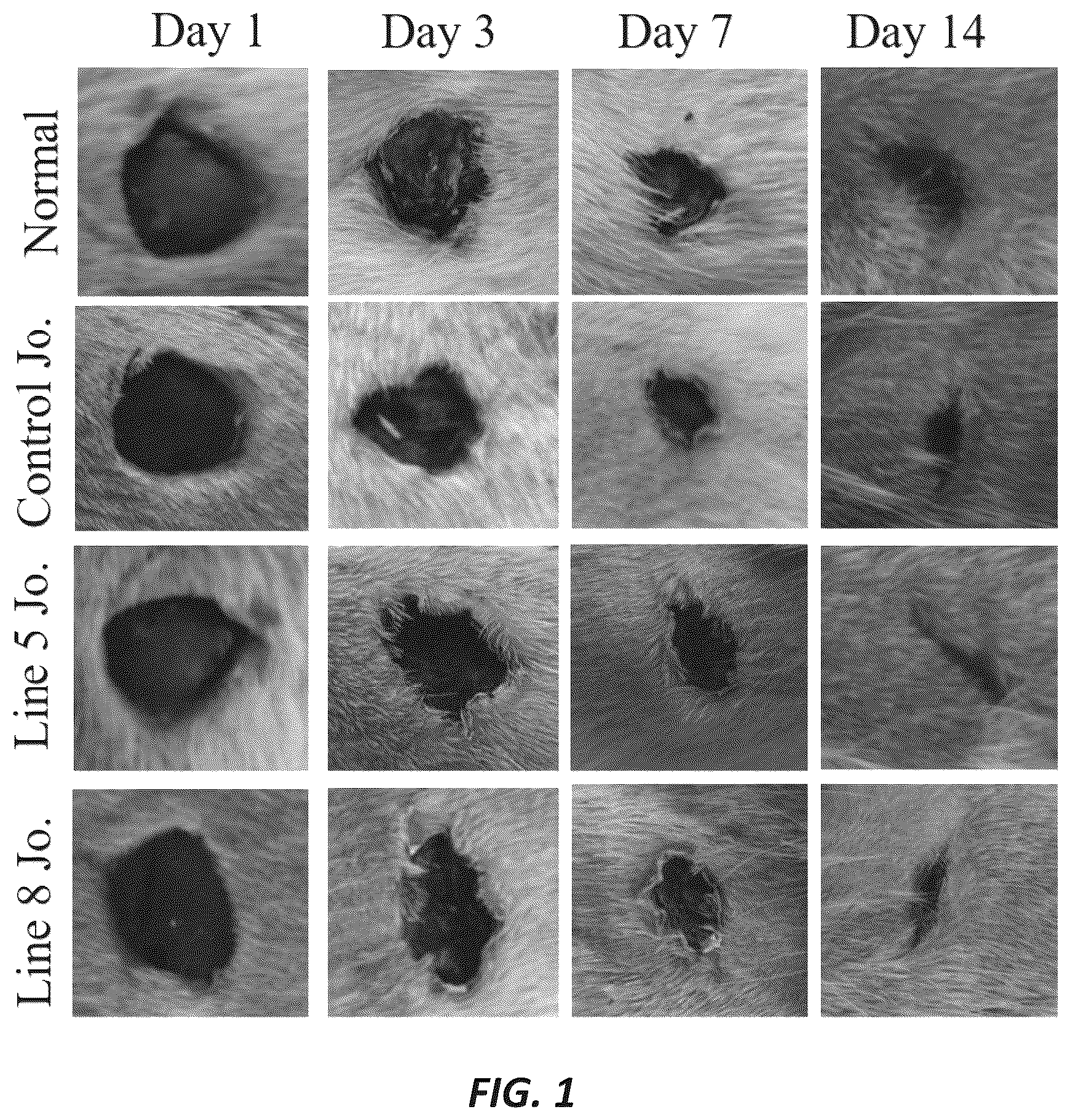 Patent US12097228 Figure 1 – Mixture of cyanobacteria, chitosan, and plant extracts for wound healing and eliminating pathogen bacteria