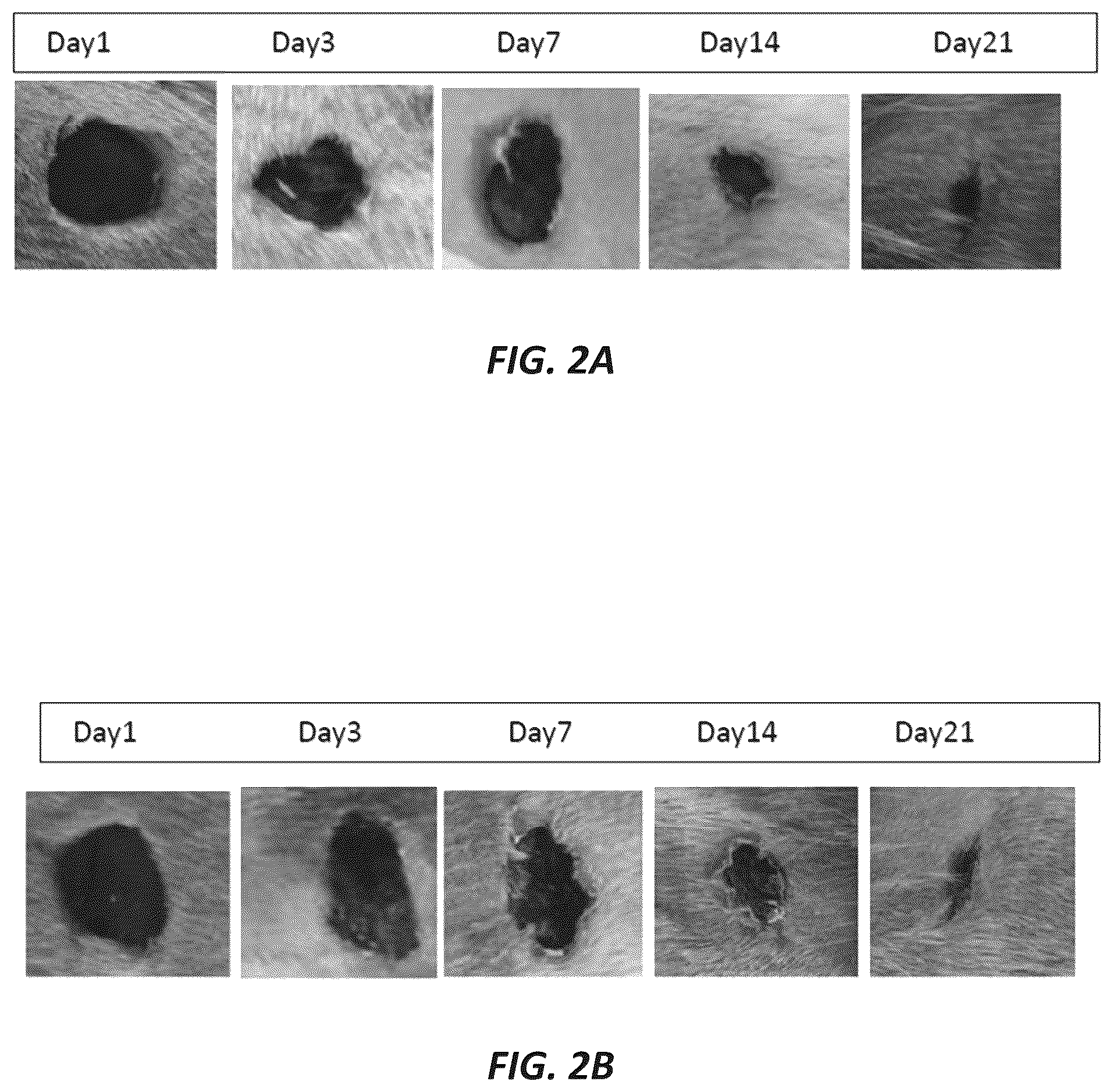 Patent US12097228 Figure 2 – Mixture of cyanobacteria, chitosan, and plant extracts for wound healing and eliminating pathogen bacteria