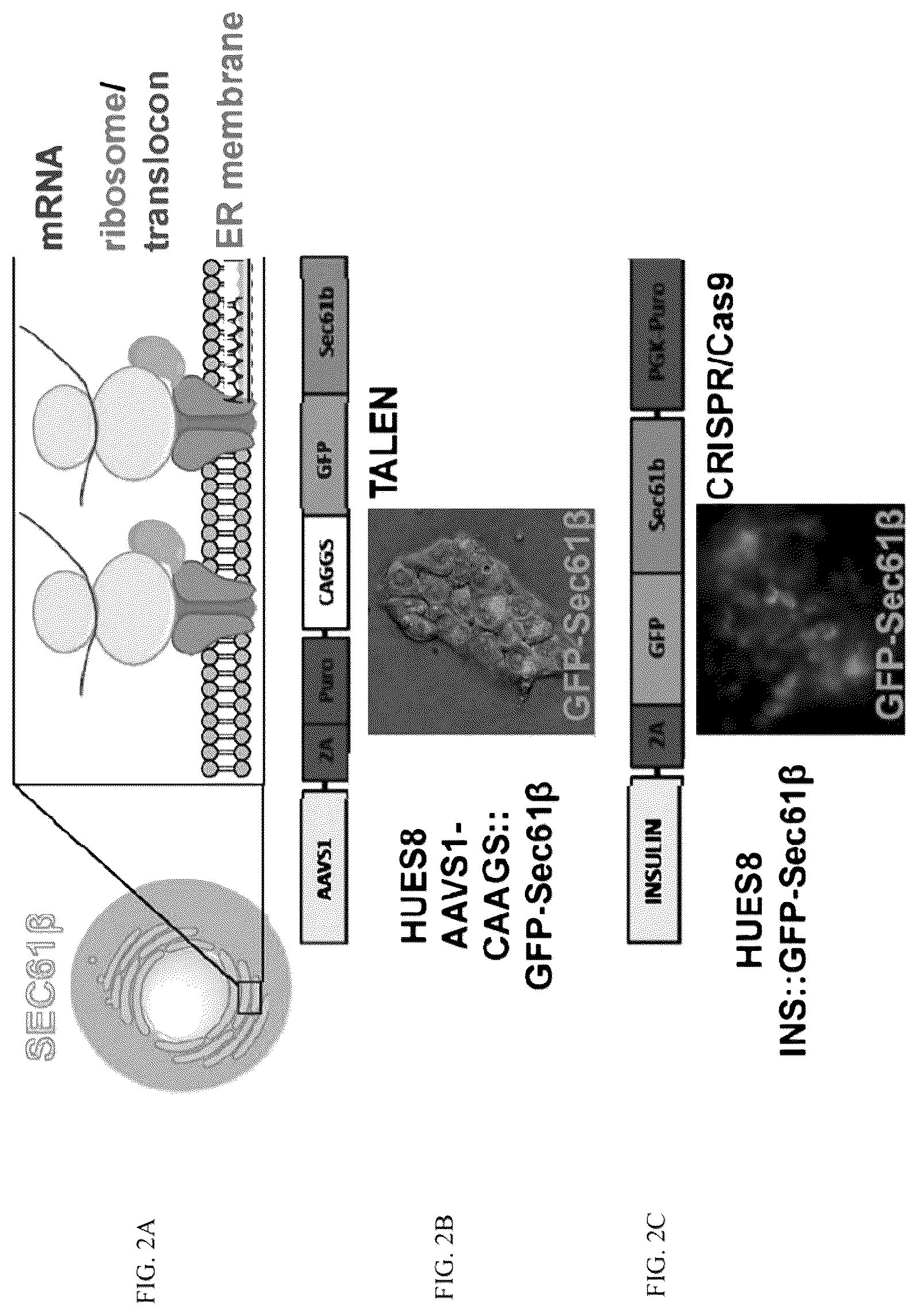 Patent US12097239 Figure 2 – Methods and compositions for treating diabetes, and methods for enriching MRNA coding for secreted proteins