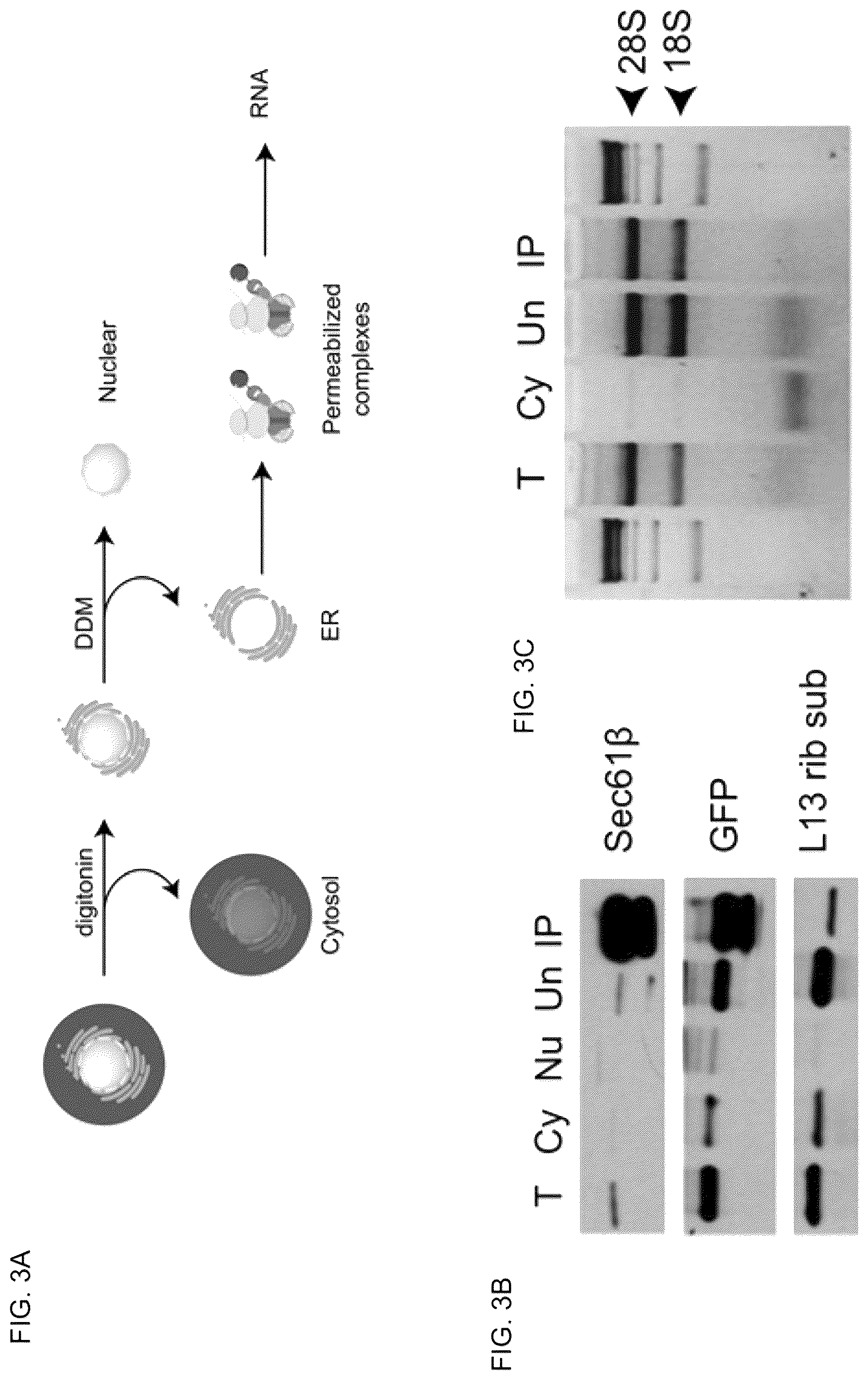 Patent US12097239 Figure 3 – Methods and compositions for treating diabetes, and methods for enriching MRNA coding for secreted proteins