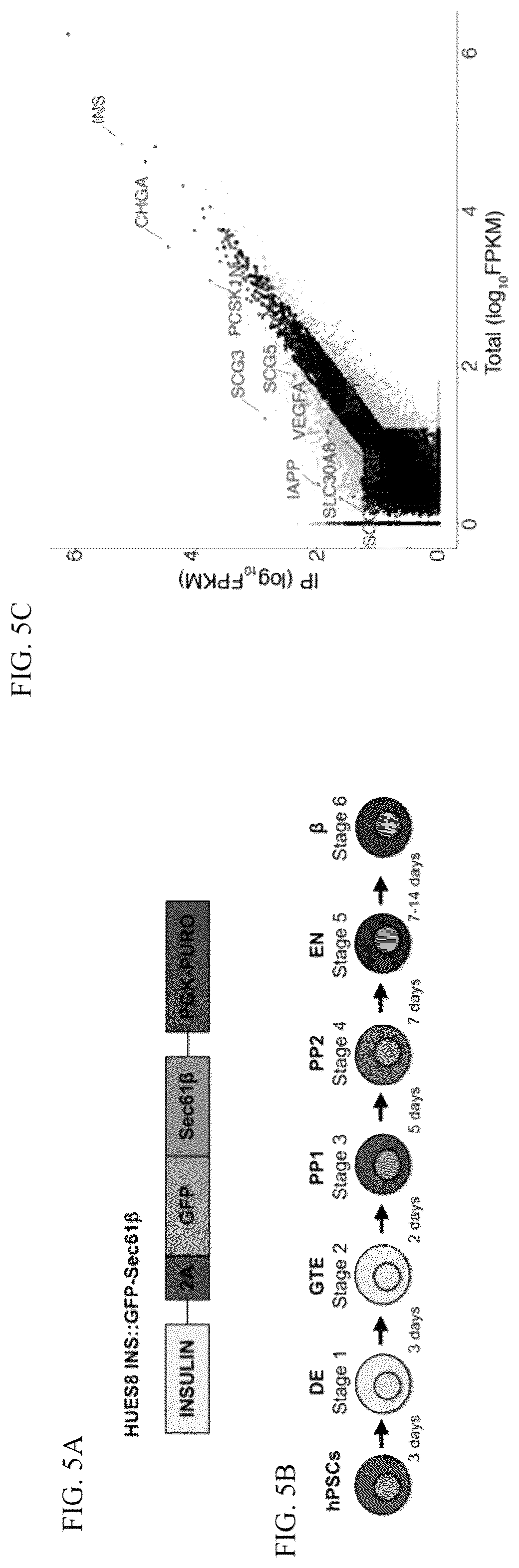 Patent US12097239 Figure 7 – Methods and compositions for treating diabetes, and methods for enriching MRNA coding for secreted proteins