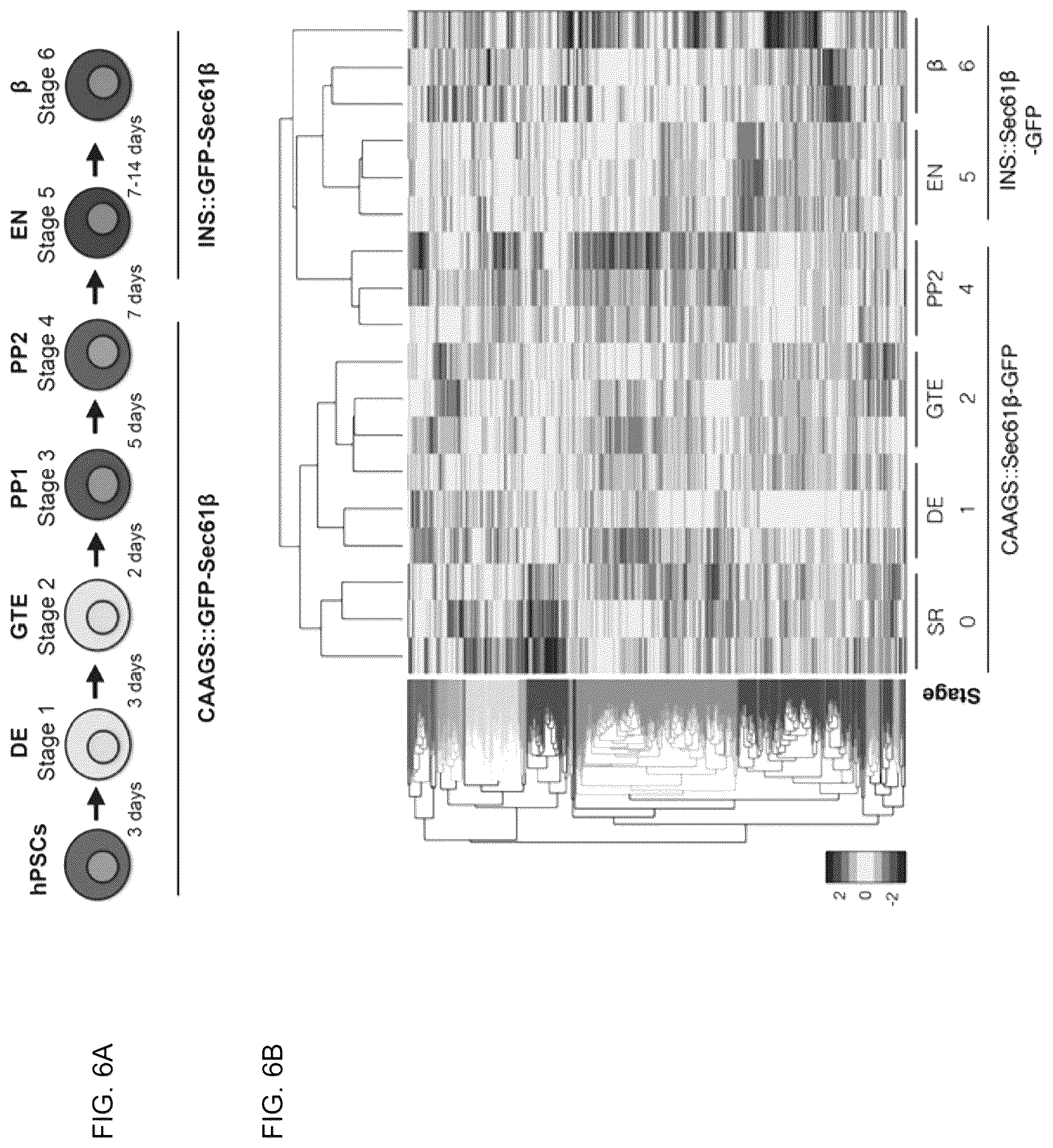 Patent US12097239 Figure 9 – Methods and compositions for treating diabetes, and methods for enriching MRNA coding for secreted proteins
