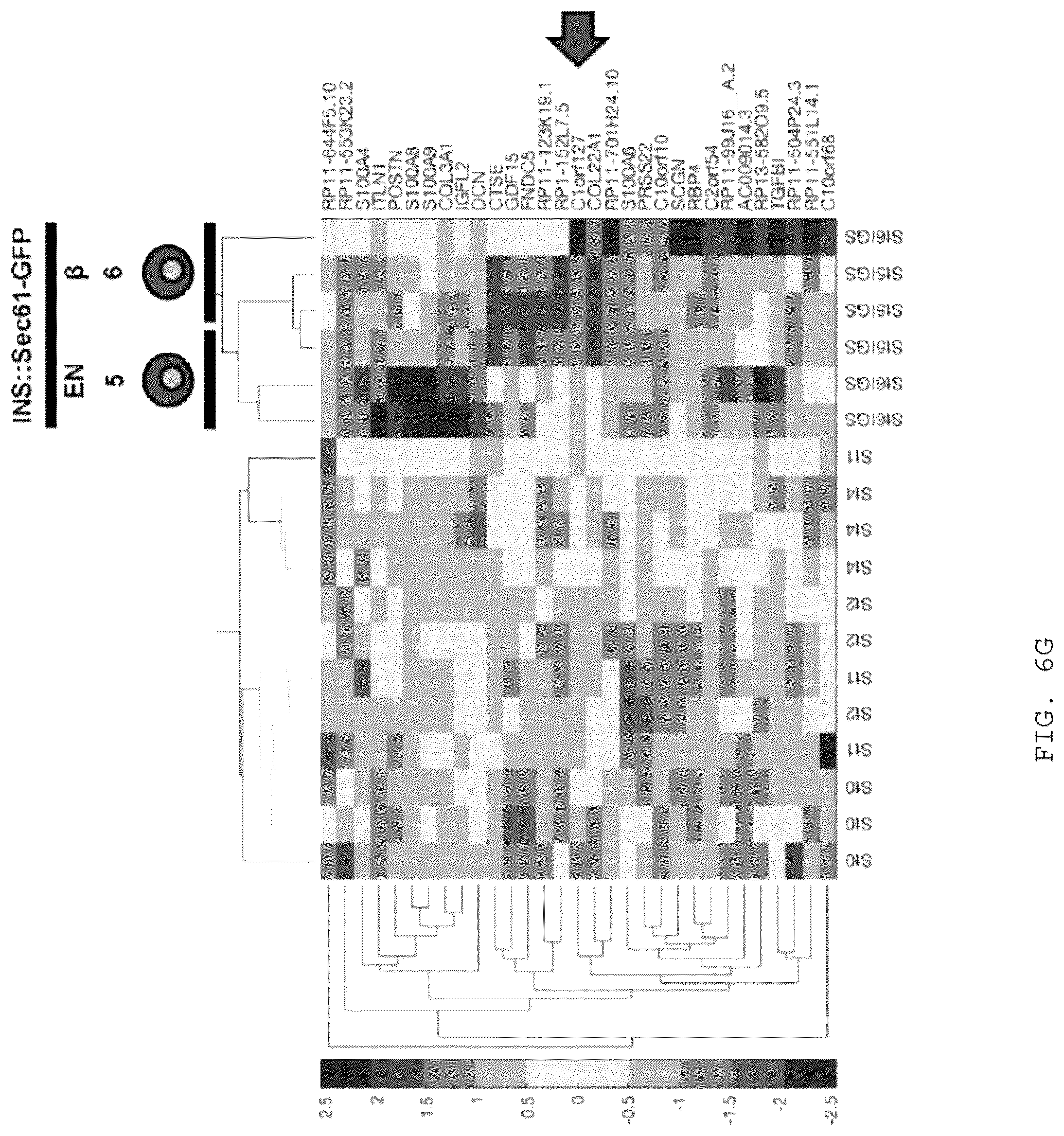Patent US12097239 Figure 11 – Methods and compositions for treating diabetes, and methods for enriching MRNA coding for secreted proteins