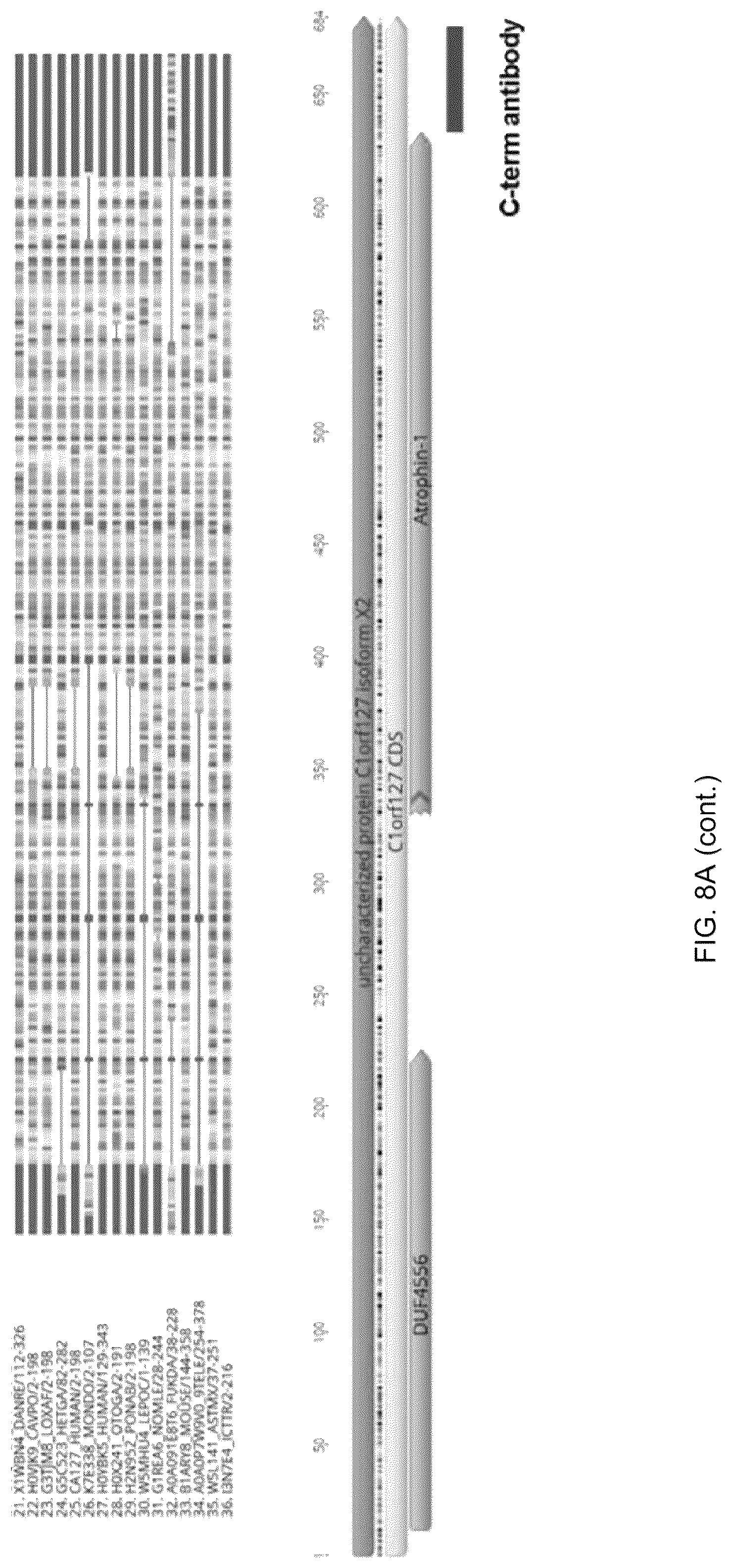 Patent US12097239 Figure 16 – Methods and compositions for treating diabetes, and methods for enriching MRNA coding for secreted proteins