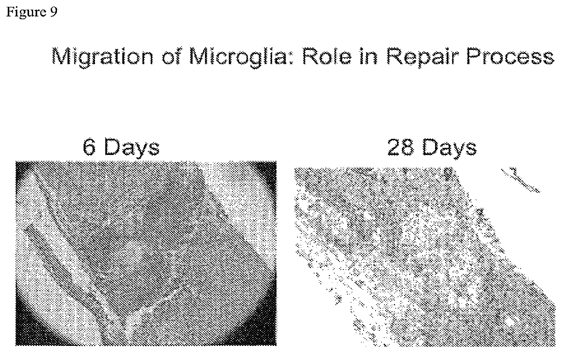 Patent US12097246 Figure 9 – Methods of treating spinal cord injury