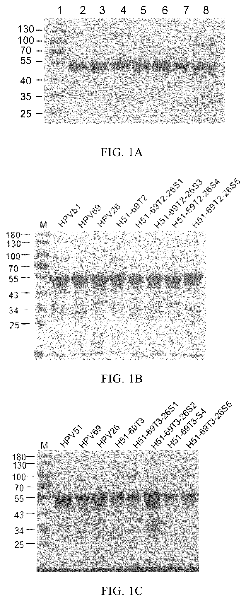 Patent US12097251 Figure 1 – Human papilloma virus type 51 L1 protein mutants