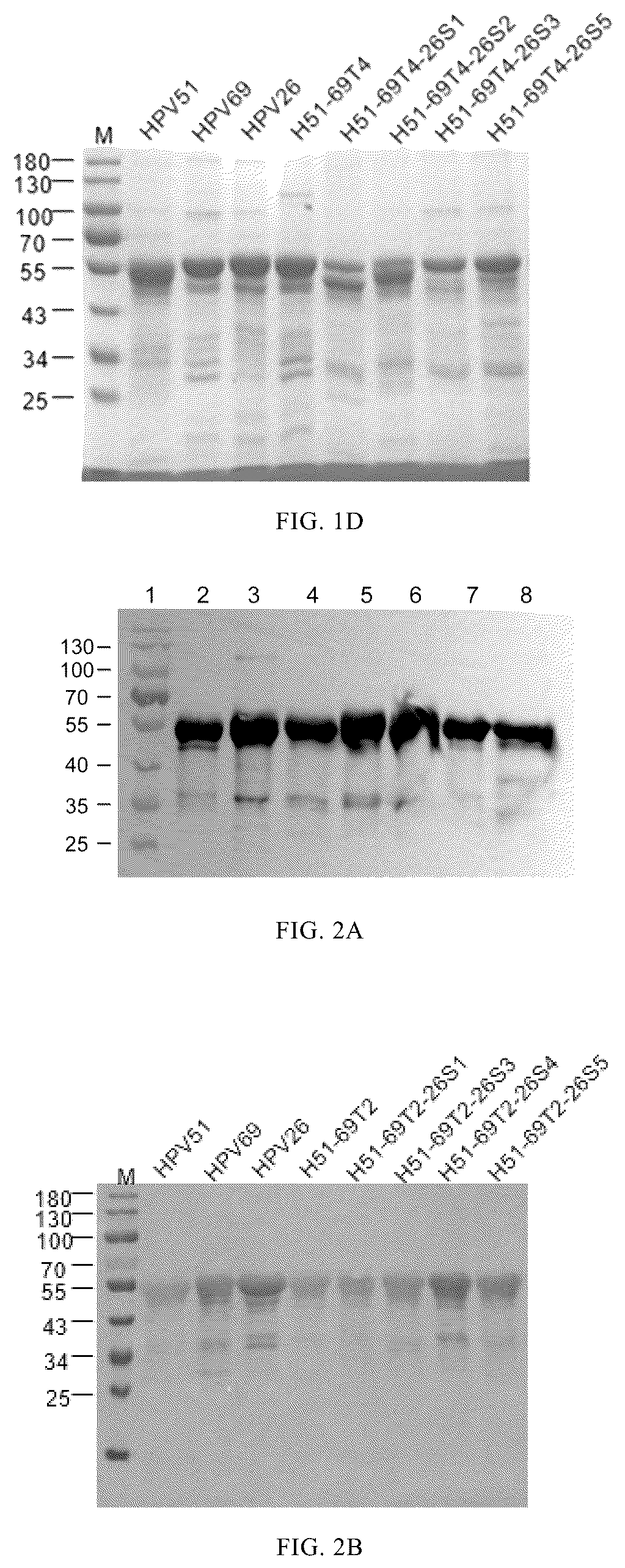 Patent US12097251 Figure 2 – Human papilloma virus type 51 L1 protein mutants