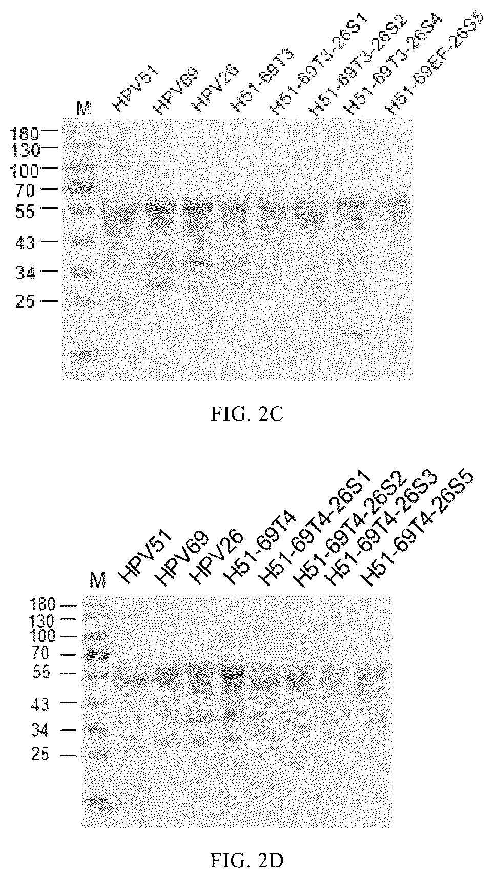 Patent US12097251 Figure 3 – Human papilloma virus type 51 L1 protein mutants