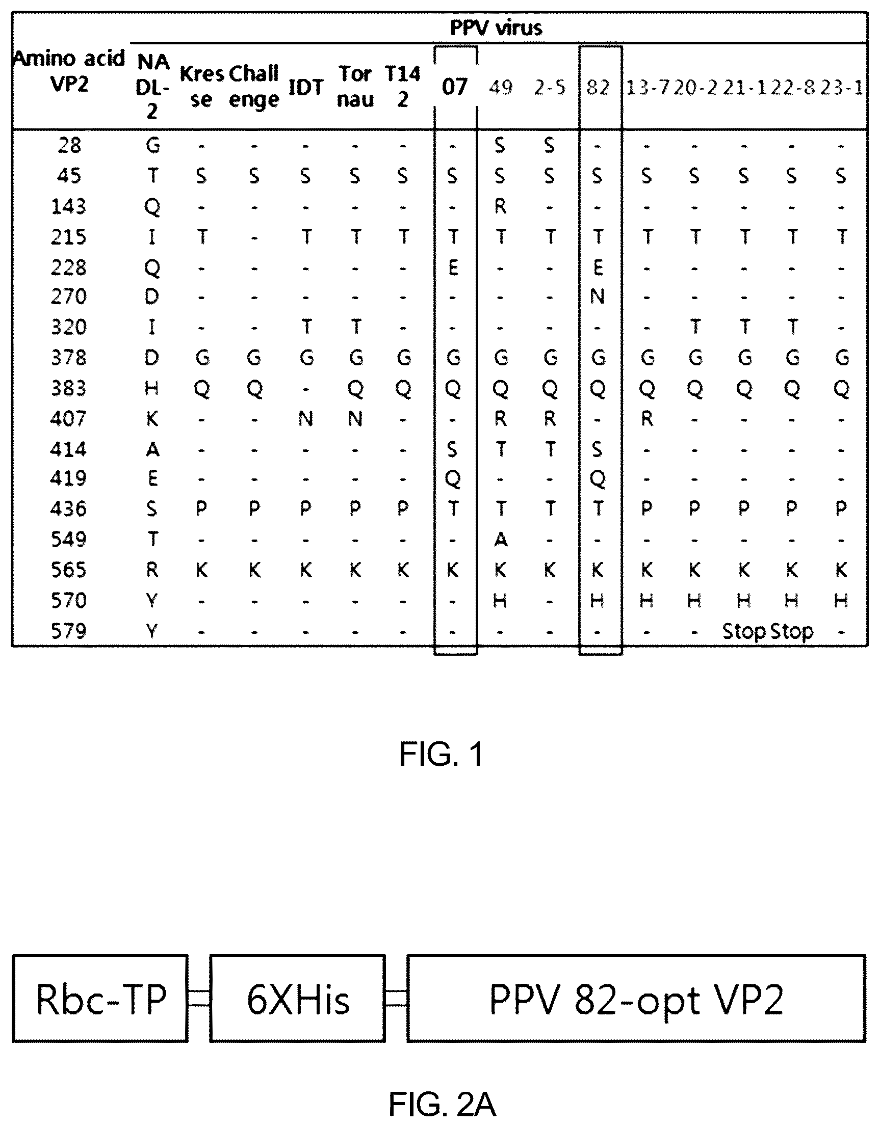 Patent US12097255 Figure 1 – Recombinant porcine parvovirus antigenic protein and use thereof