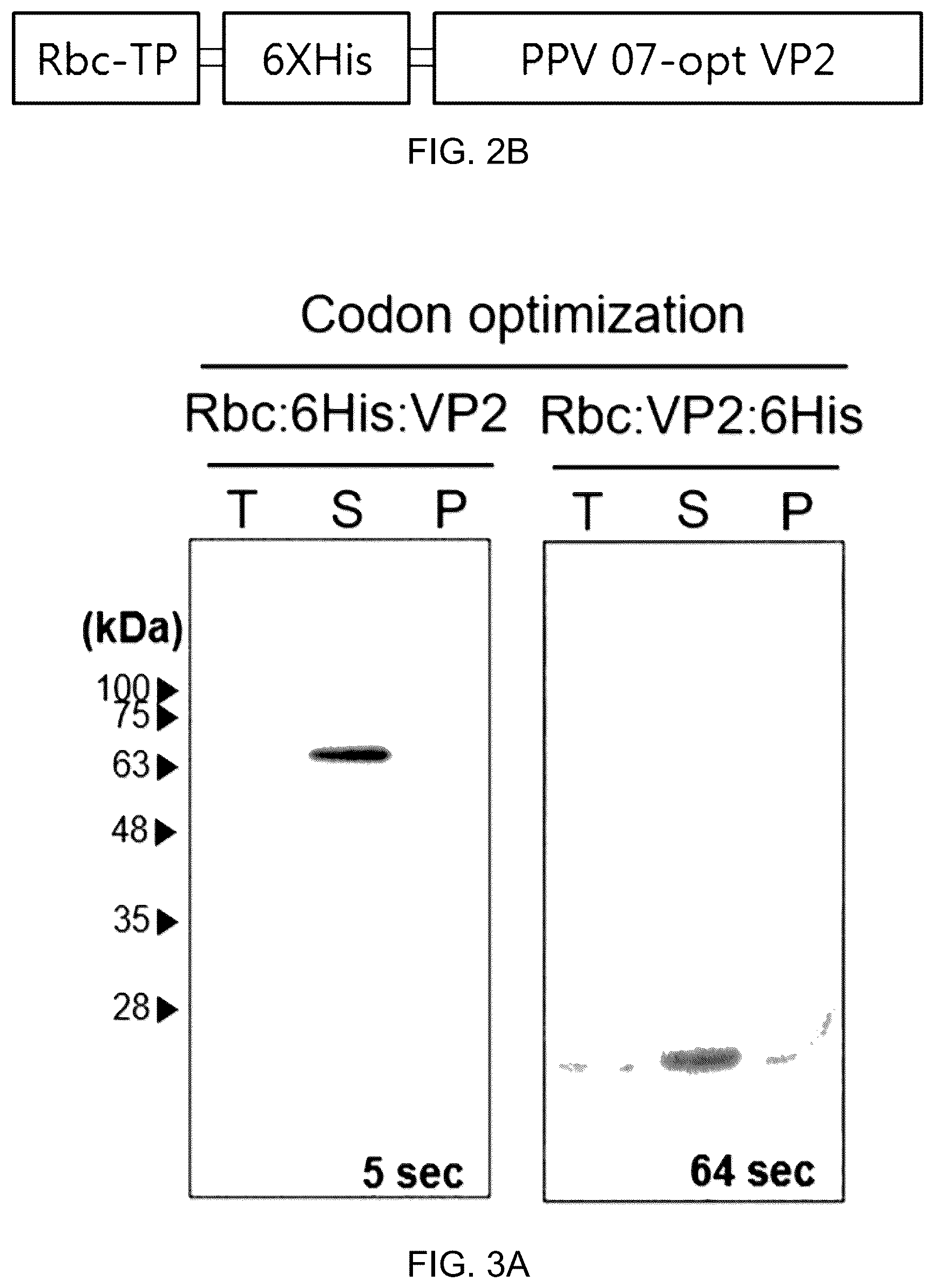 Patent US12097255 Figure 2 – Recombinant porcine parvovirus antigenic protein and use thereof