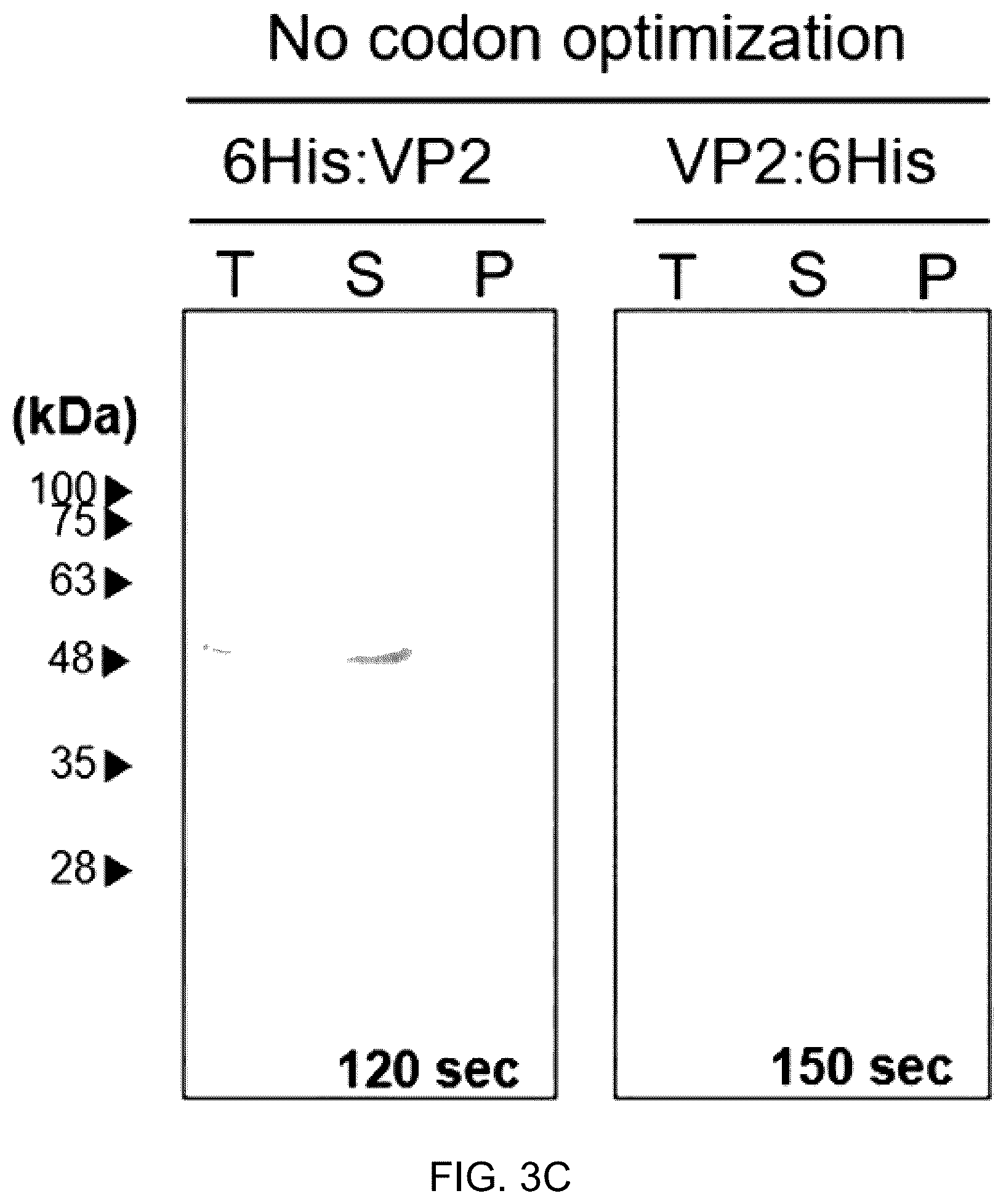 Patent US12097255 Figure 4 – Recombinant porcine parvovirus antigenic protein and use thereof