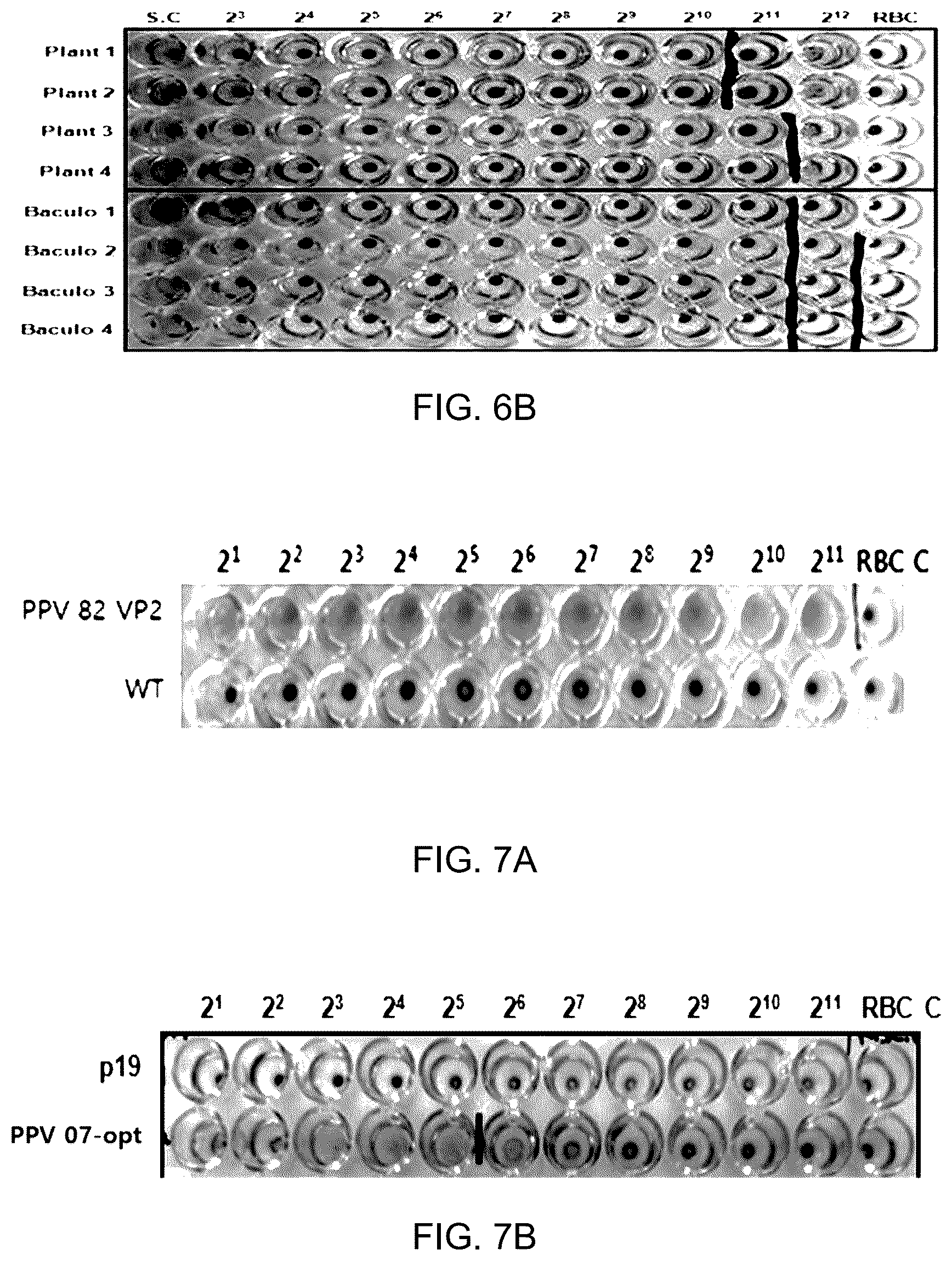 Patent US12097255 Figure 8 – Recombinant porcine parvovirus antigenic protein and use thereof