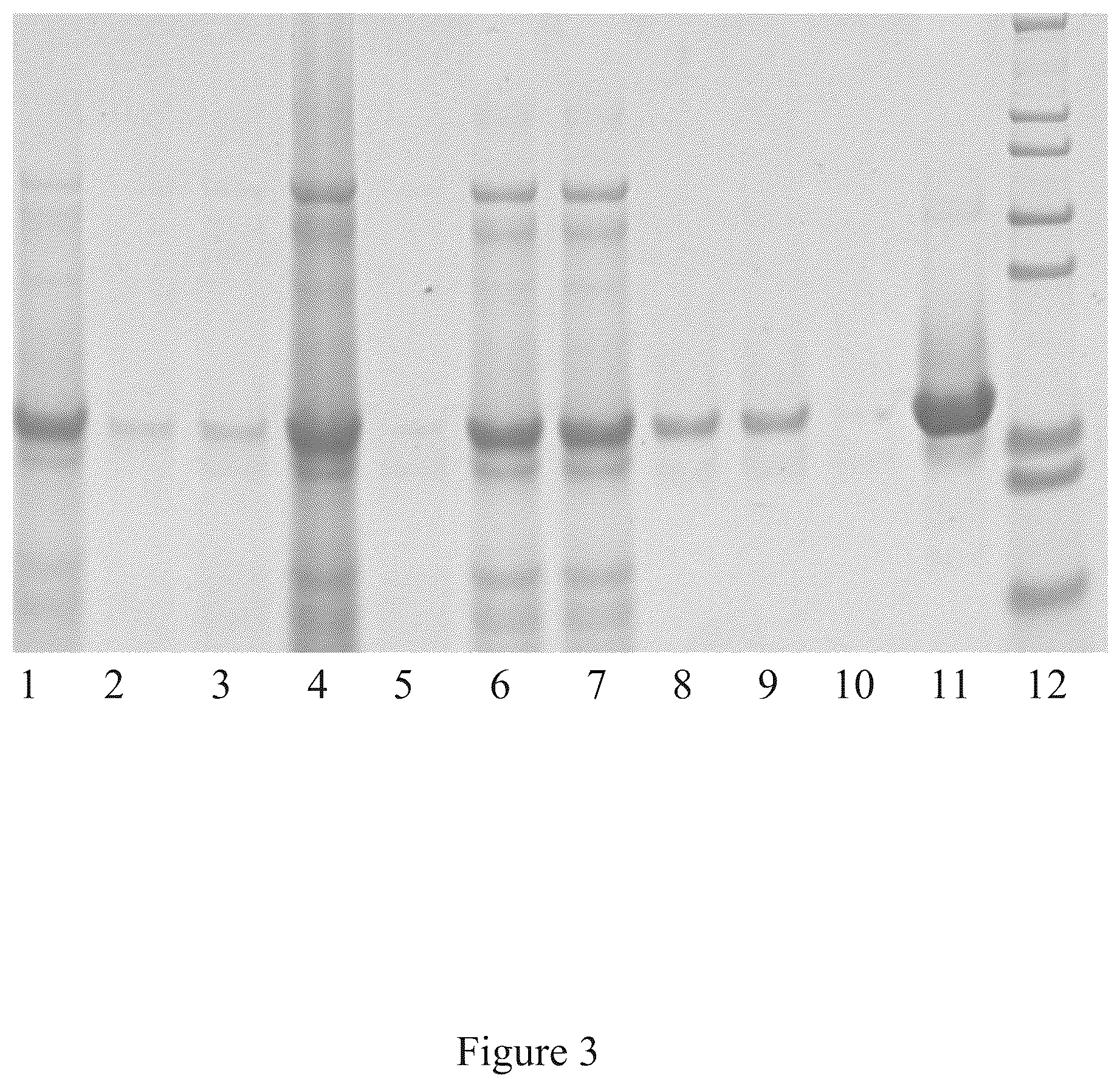 Patent US12097256 Figure 3 – Virus and antigen purification and conjugation