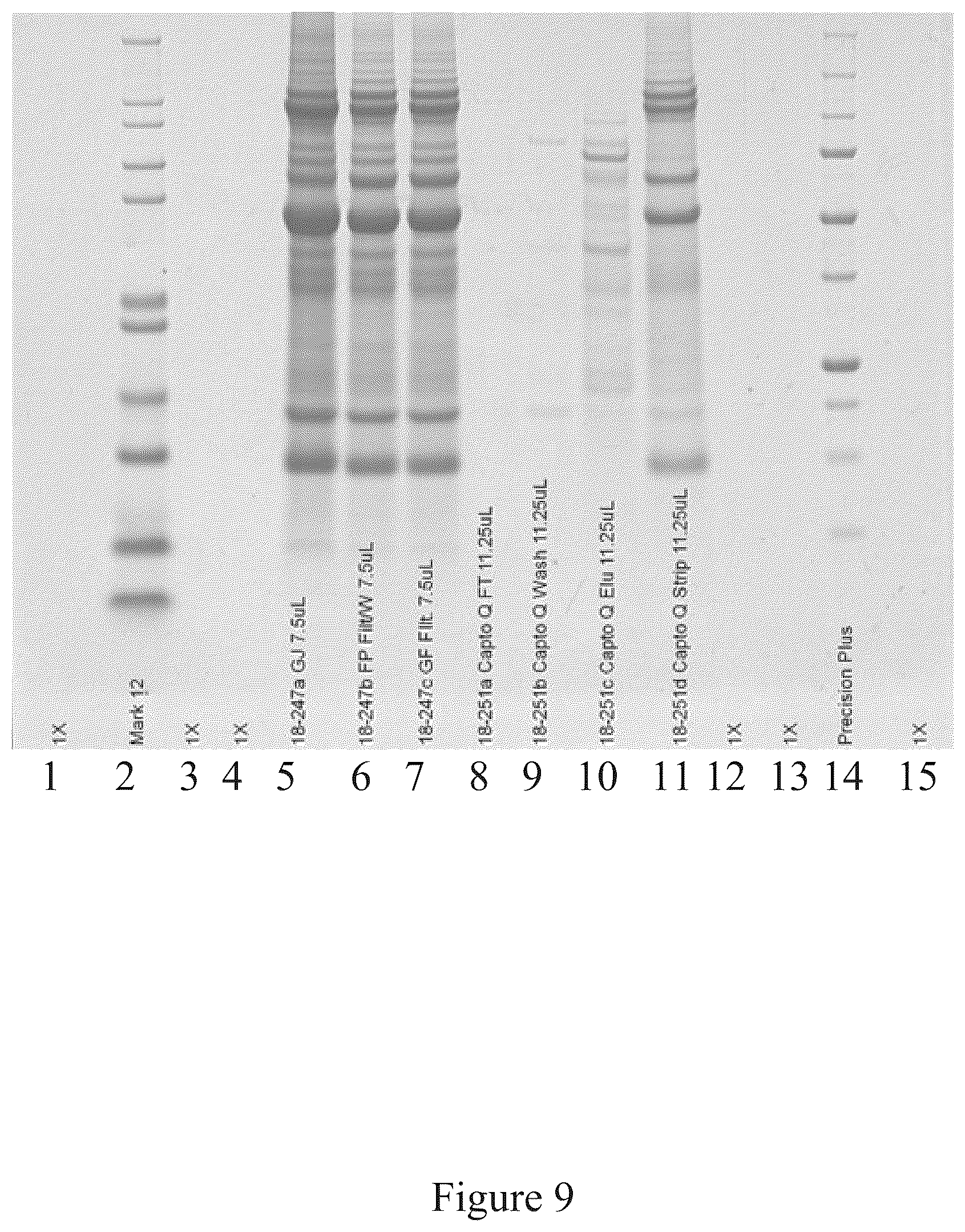 Patent US12097256 Figure 9 – Virus and antigen purification and conjugation