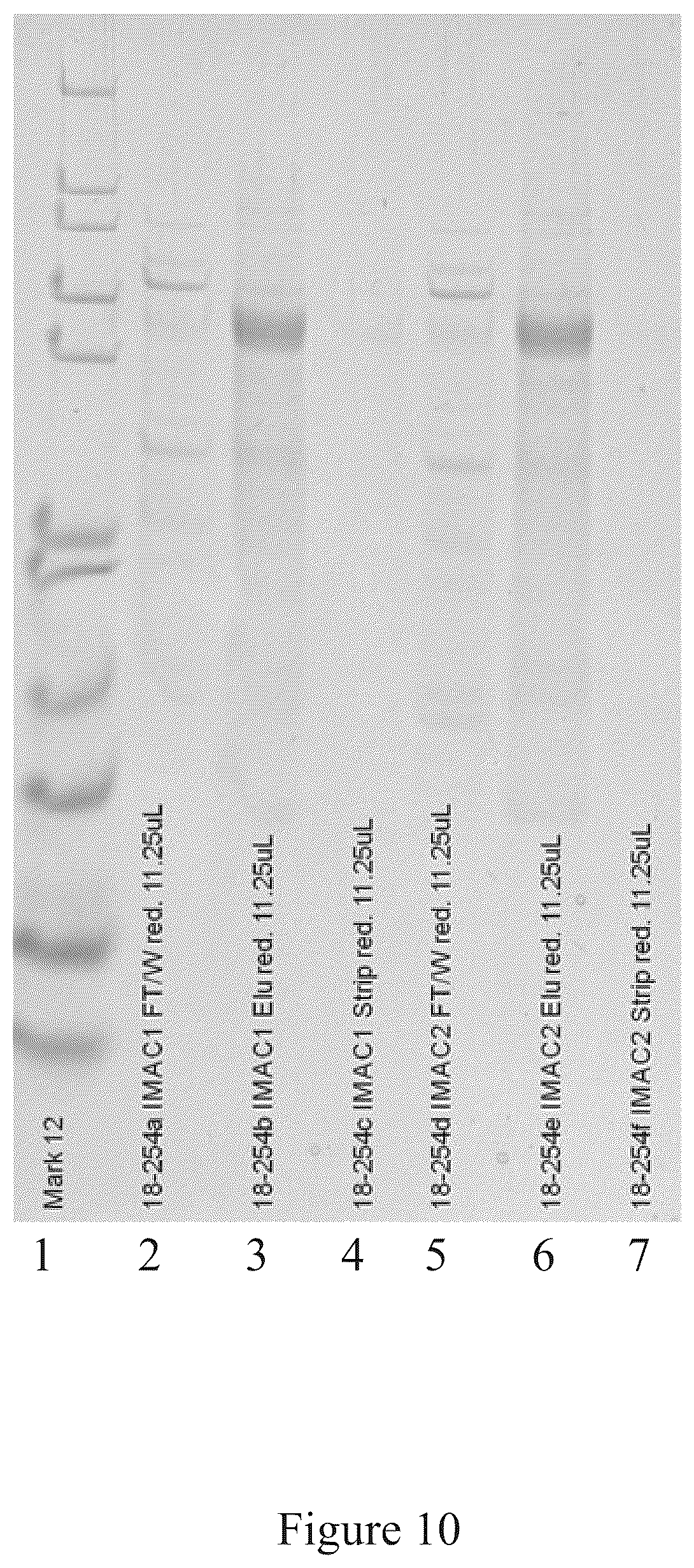 Patent US12097256 Figure 10 – Virus and antigen purification and conjugation