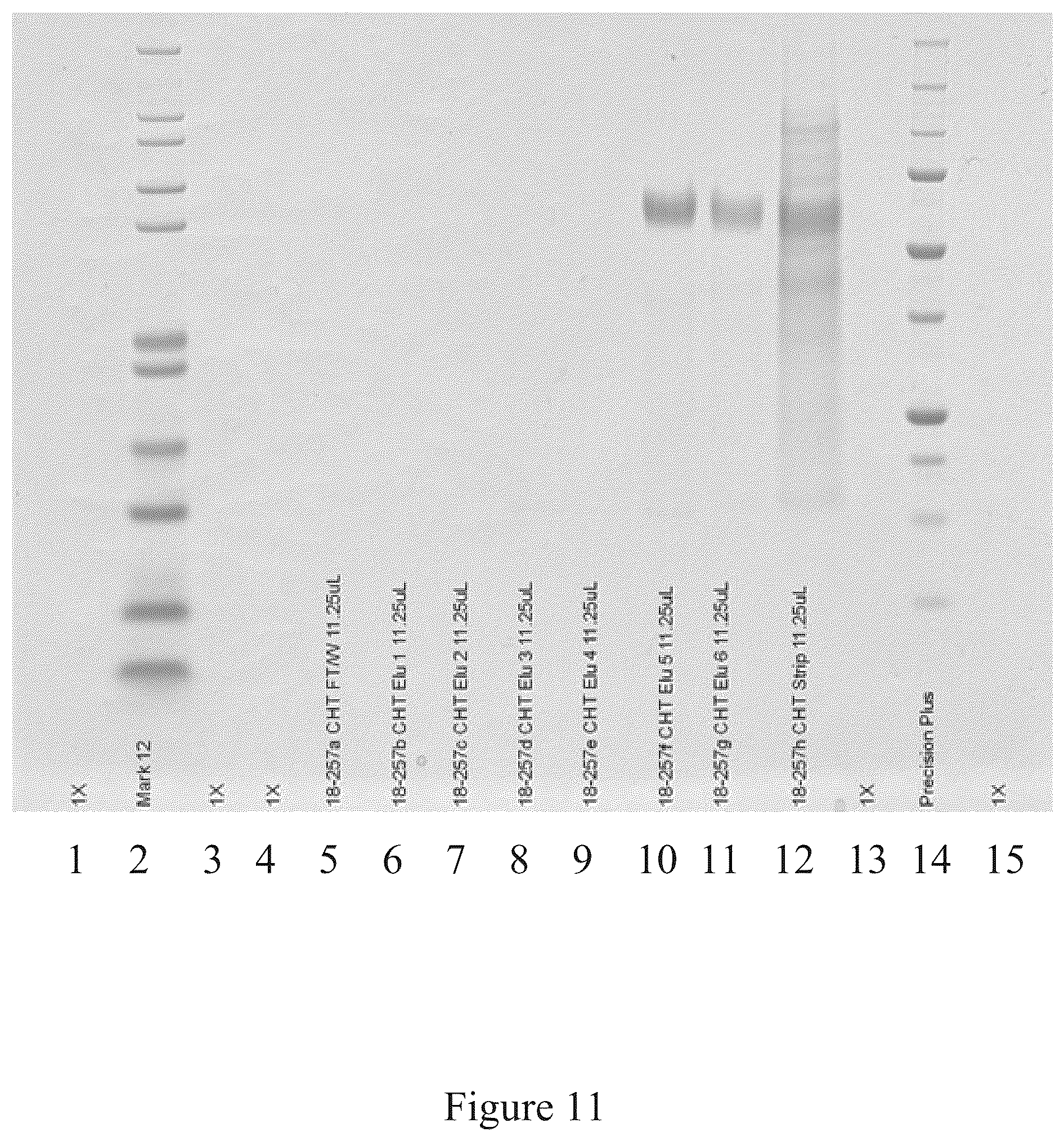 Patent US12097256 Figure 11 – Virus and antigen purification and conjugation