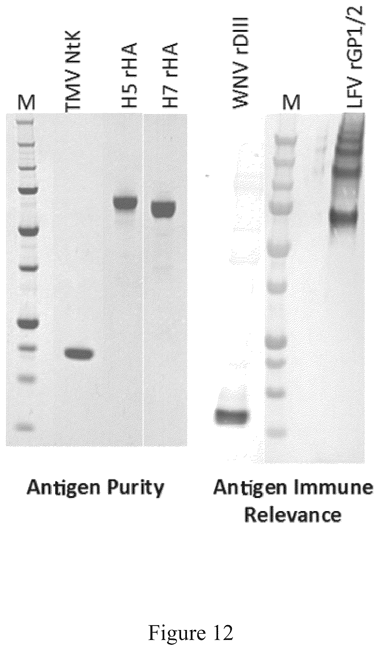 Patent US12097256 Figure 12 – Virus and antigen purification and conjugation