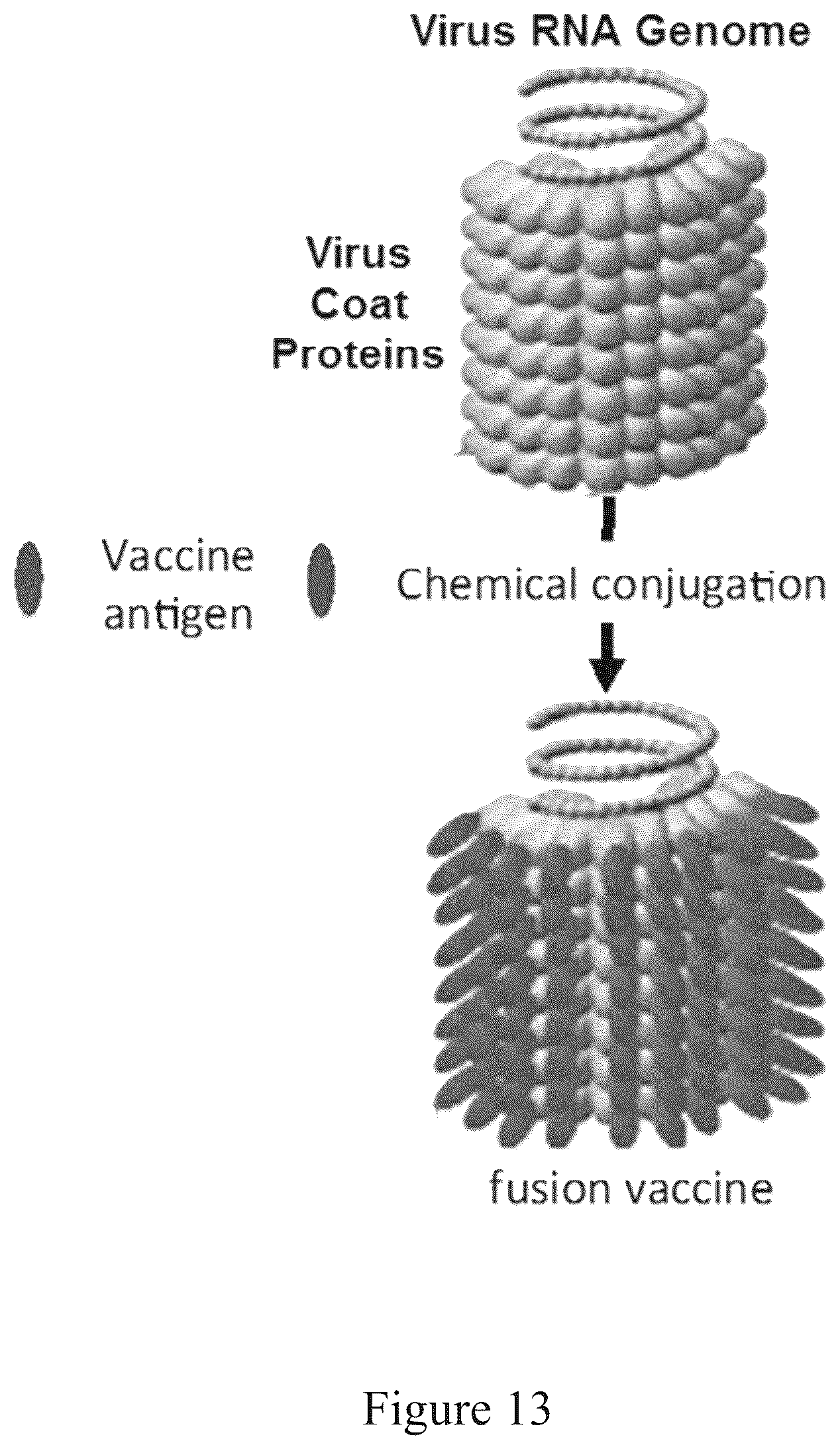 Patent US12097256 Figure 13 – Virus and antigen purification and conjugation