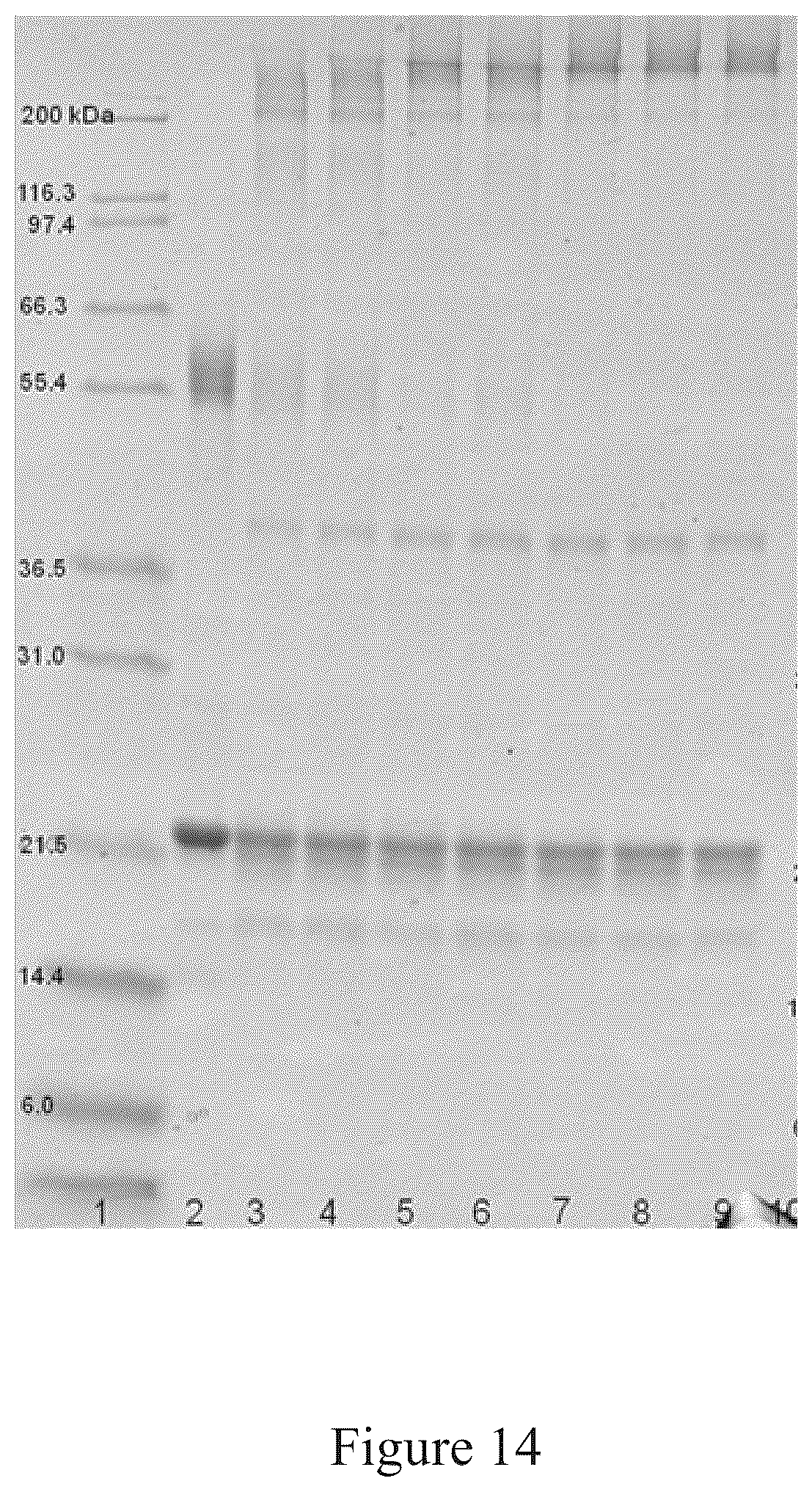 Patent US12097256 Figure 14 – Virus and antigen purification and conjugation