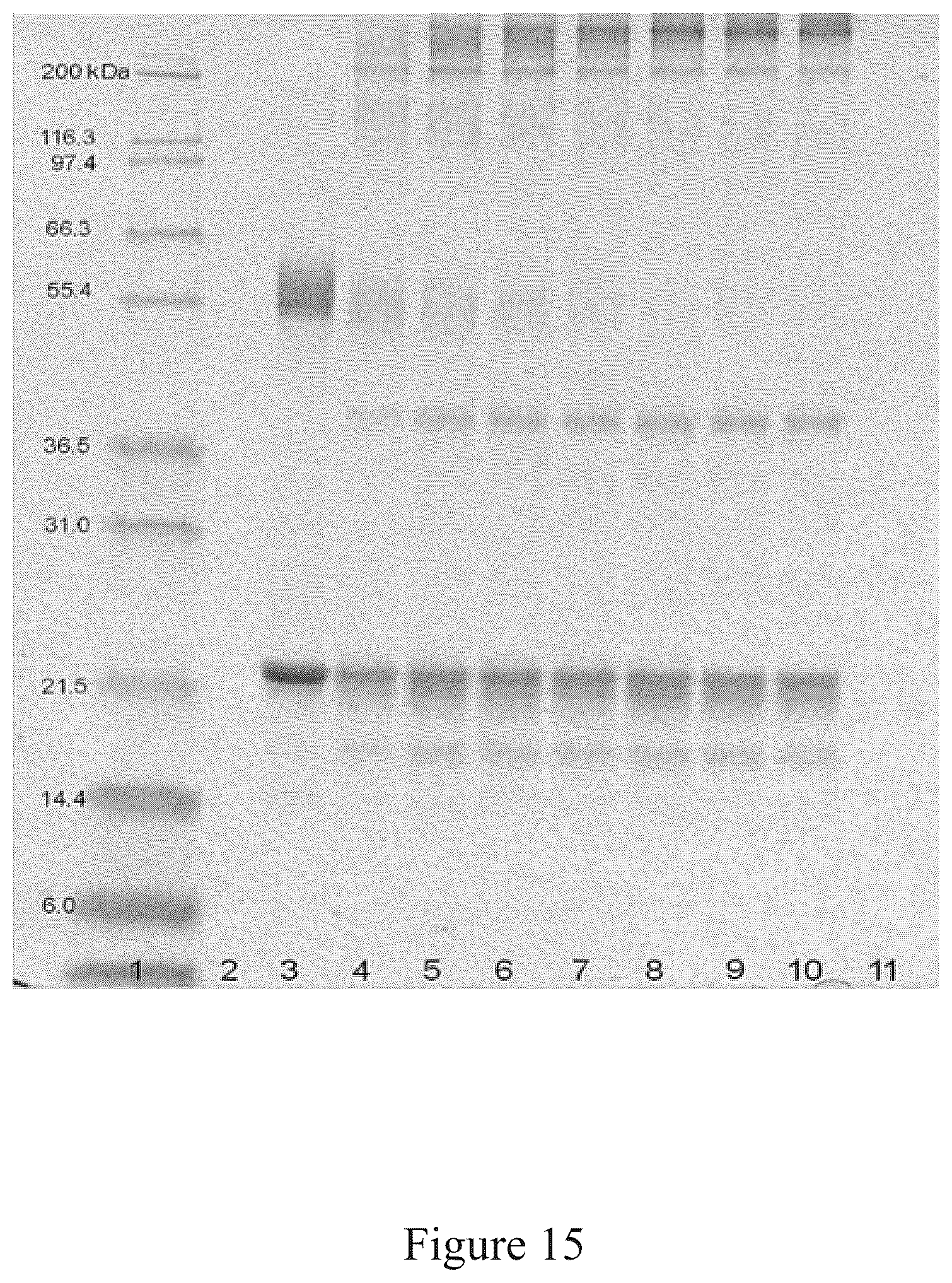 Patent US12097256 Figure 15 – Virus and antigen purification and conjugation