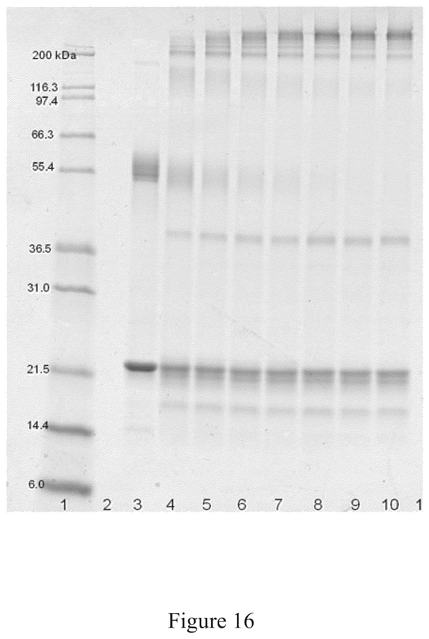 Patent US12097256 Figure 16 – Virus and antigen purification and conjugation